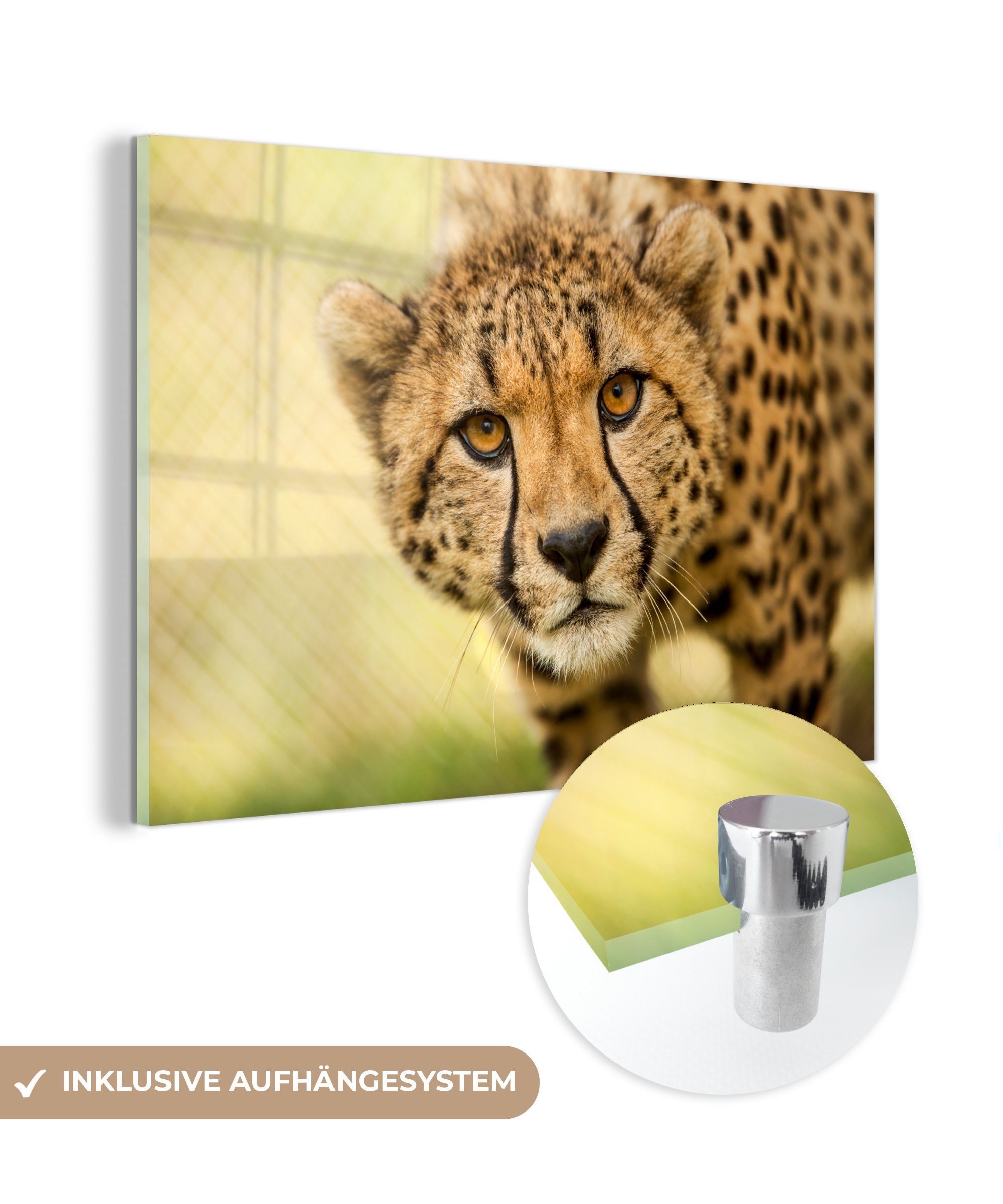 Acrylglasbilder St), Acrylglasbild Schlafzimmer & Wohnzimmer Gepard - - Tier, Leopard (1 MuchoWow