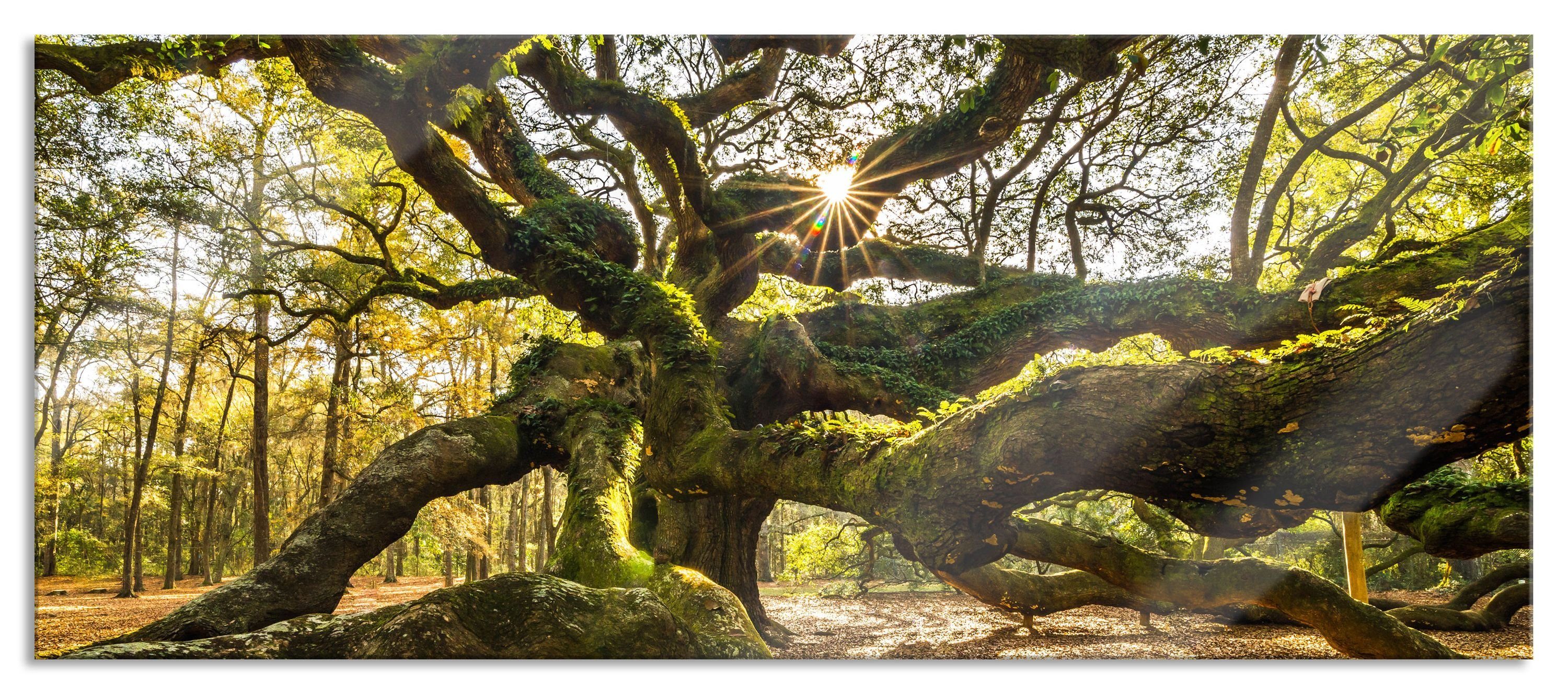 Glasbild gigantisch verzweigter Baum