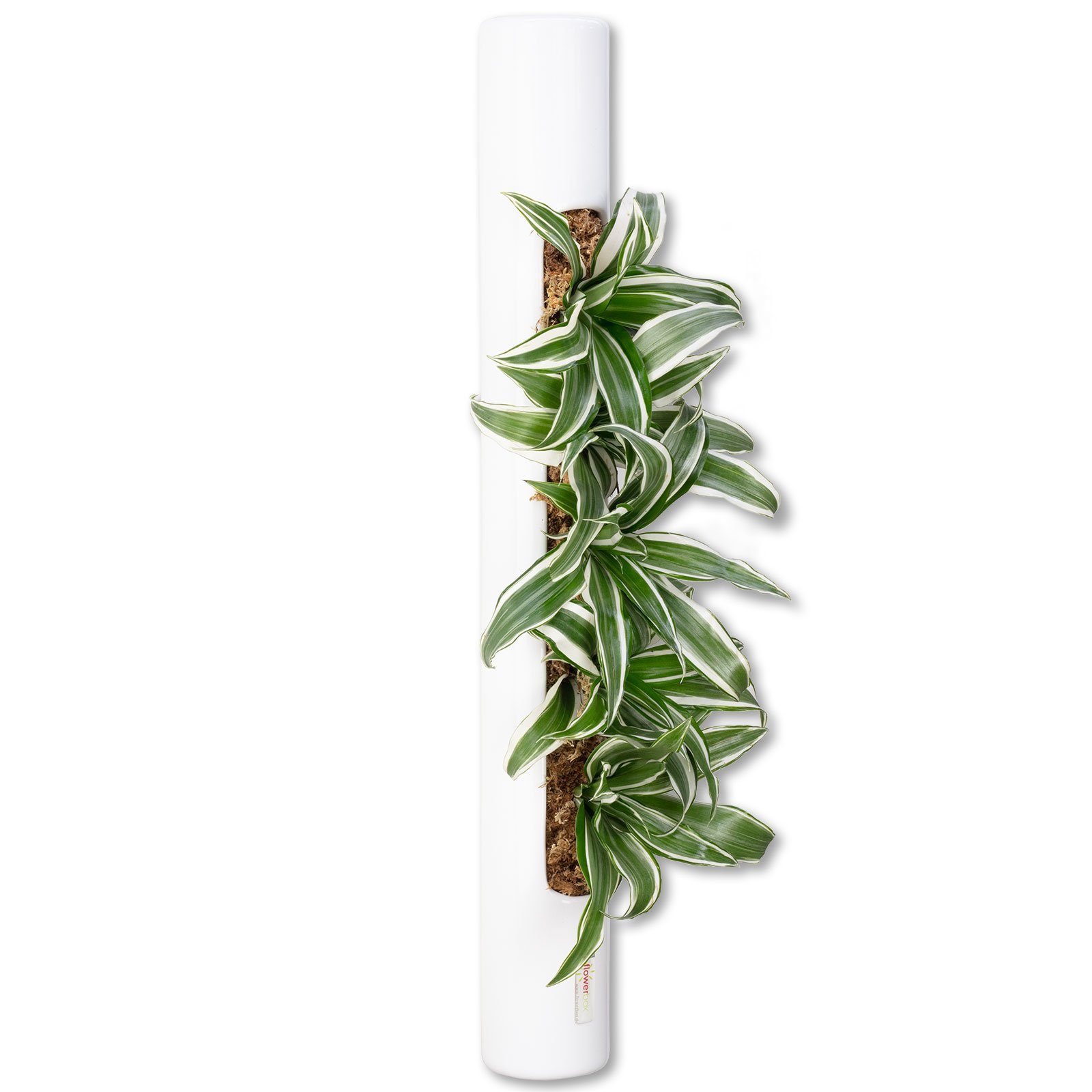 Flowerbox Wanddekoobjekt Wandbegrünung günstig online kaufen