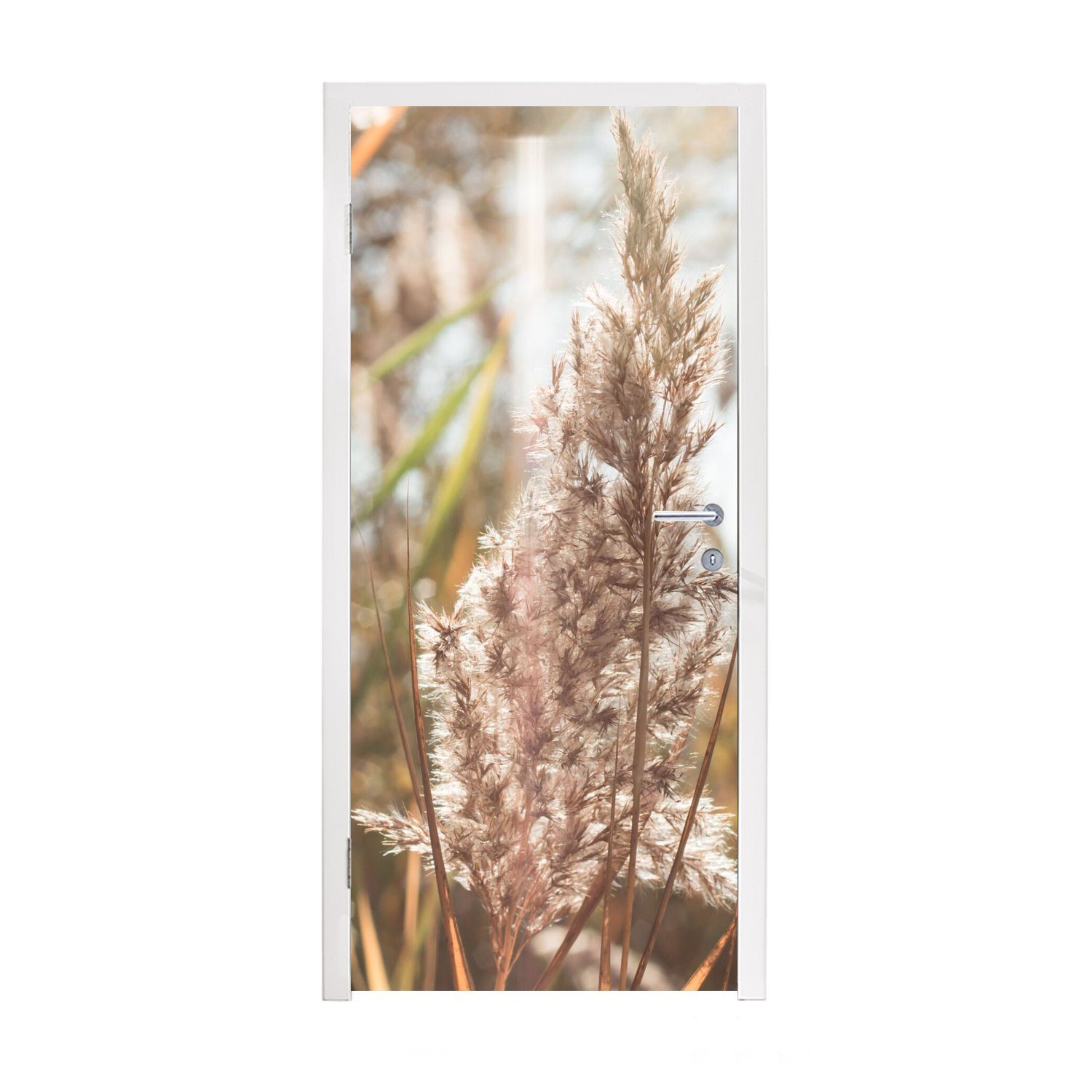 MuchoWow Türtapete Schilf - Sonne - Pflanze, Matt, bedruckt, (1 St), Fototapete für Tür, Türaufkleber, 75x205 cm