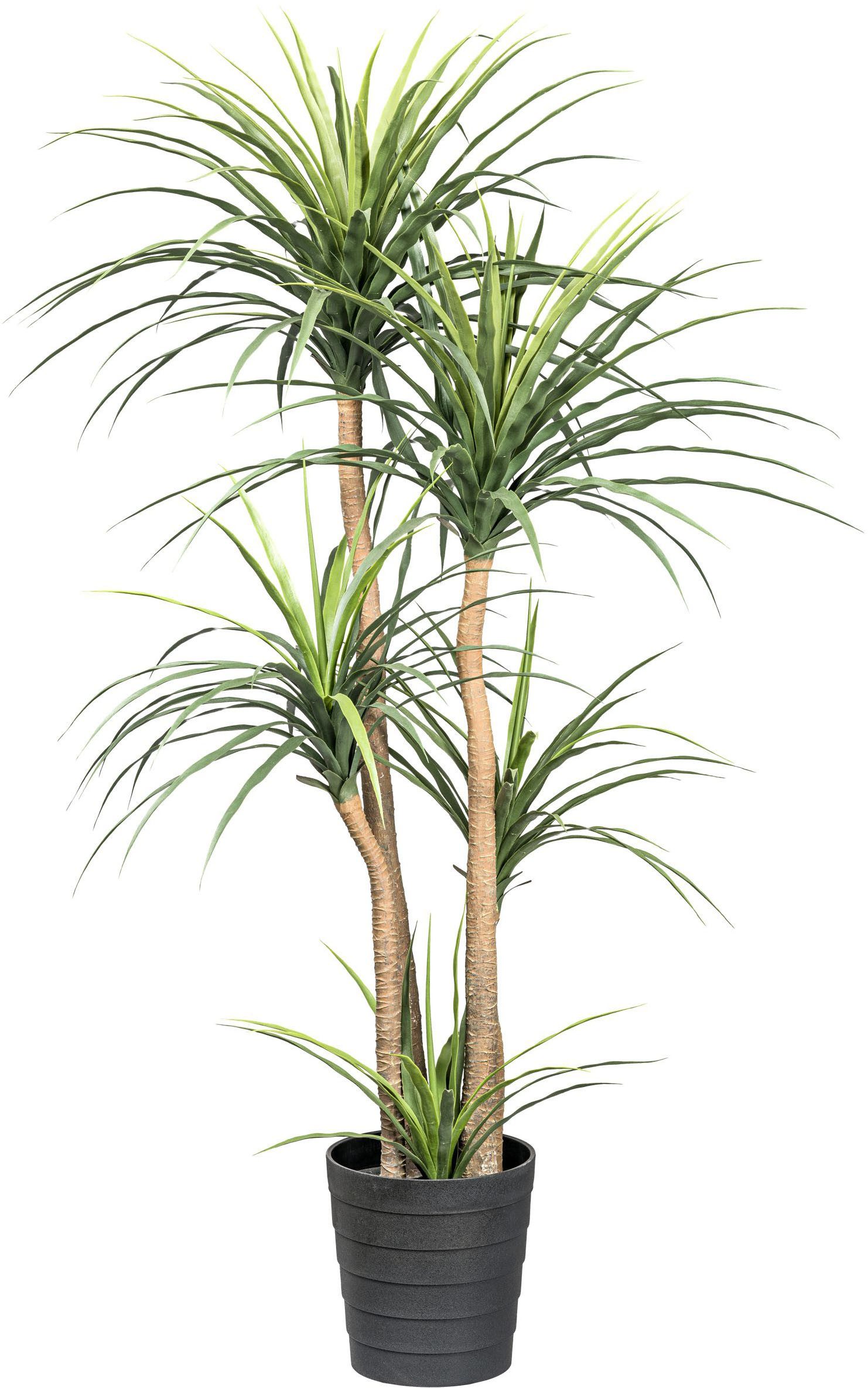 Kunstpflanze Dracaena Agave, Creativ green, Höhe günstig online kaufen