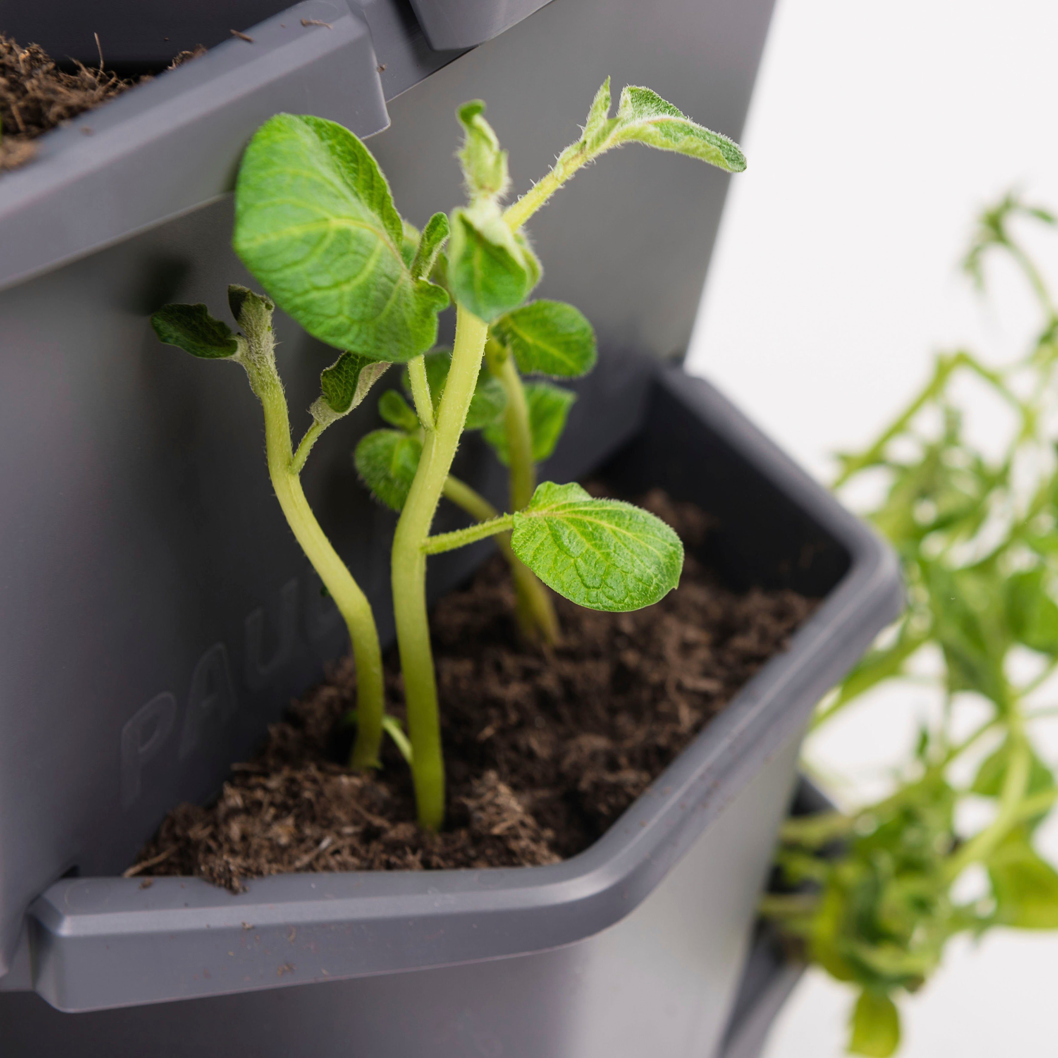 Gusta Garden Pflanzkübel PAUL POTATO inkl. simpler Etagen Kartoffeln anthrazit stapelbar, Anbau Kartoffelturm, von Untersetzer, 3