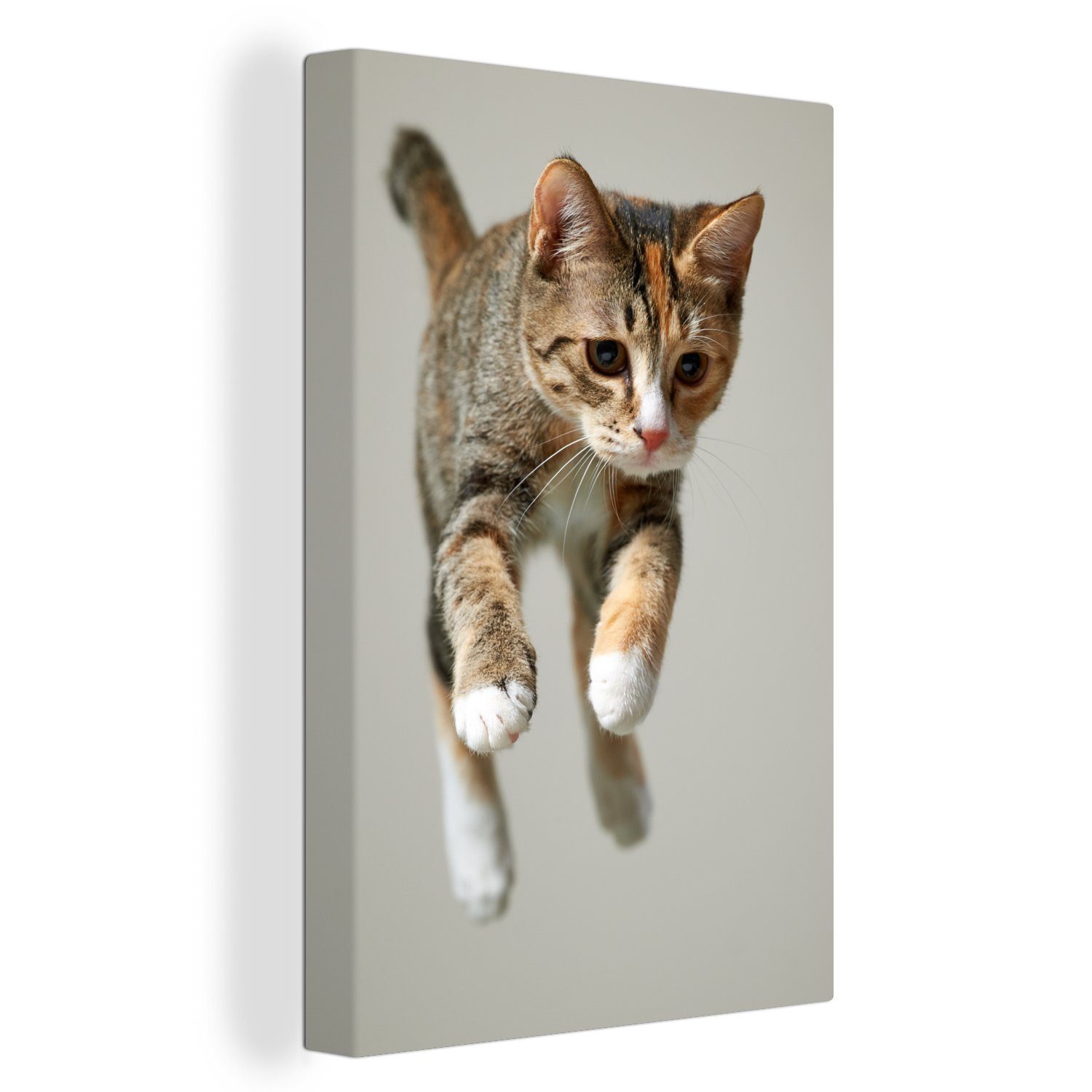 bespannt Gemälde, (1 fertig Zackenaufhänger, 20x30 Katze, inkl. cm Leinwandbild St), Springende OneMillionCanvasses® Leinwandbild