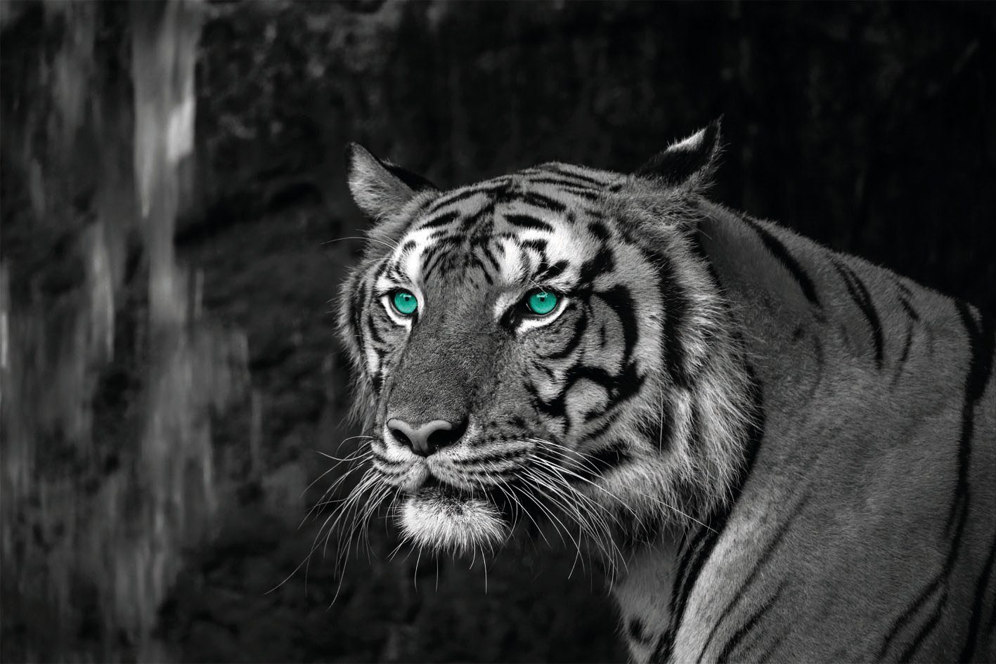 Bönninghoff Leinwandbild Blue Eyed Tiger, (1 günstig online kaufen