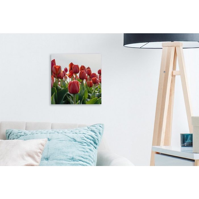 OneMillionCanvasses® Leinwandbild Ein Gebiet mit roten Tulpen in den Niederlanden (1 St) Leinwand Bilder für Wohnzimmer Schlafzimmer AV10432