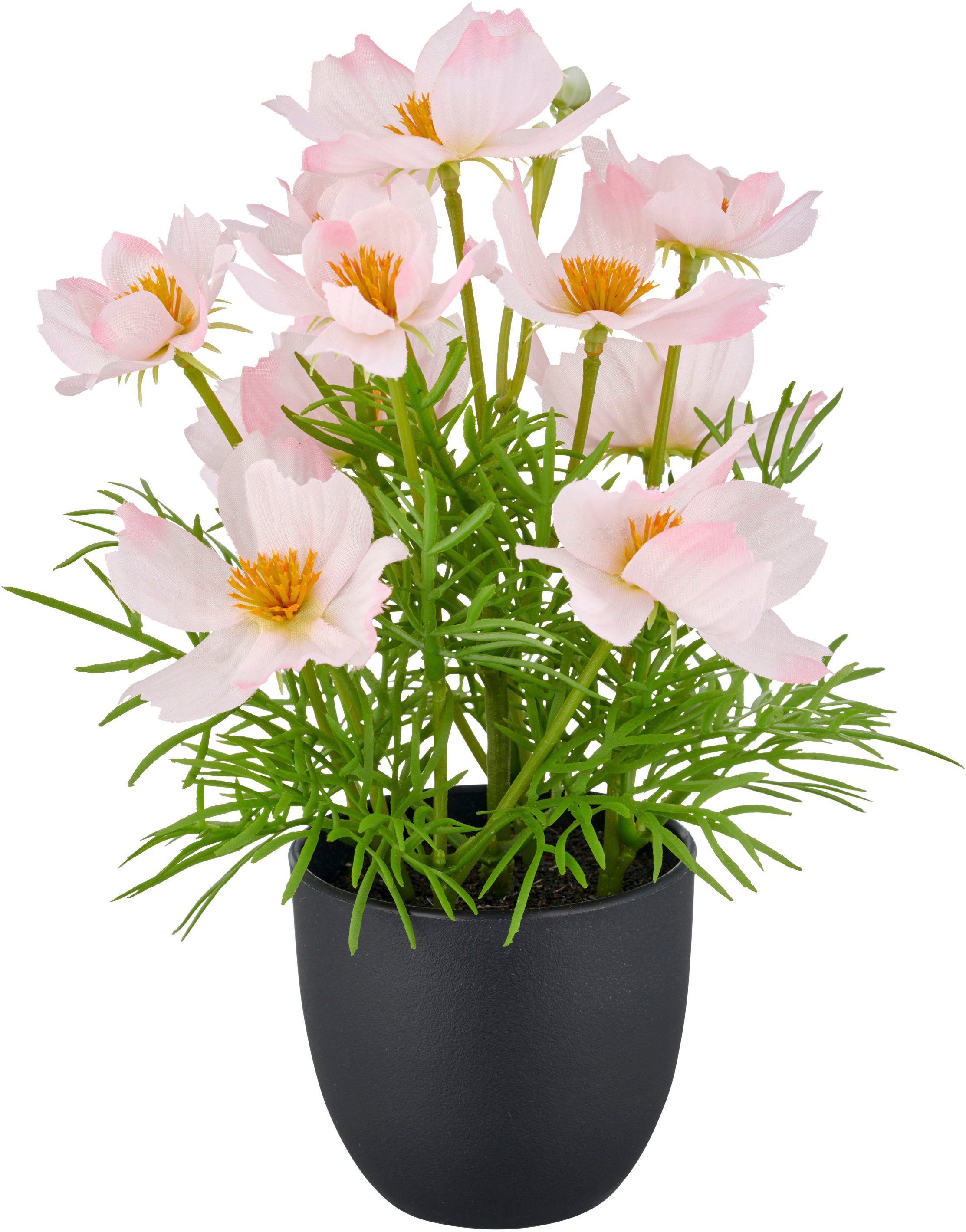 Kunstpflanze Cosmea, Creativ green, Höhe 22 cm, mit farbenfrohen Blüten günstig online kaufen