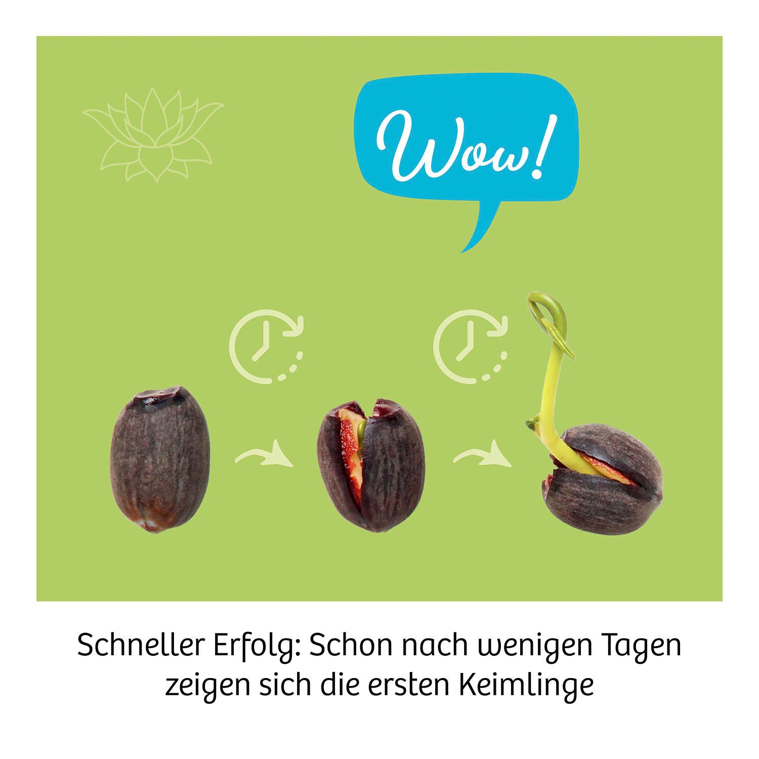 Kosmos Experimentierkasten Lotusblume, Made in Germany