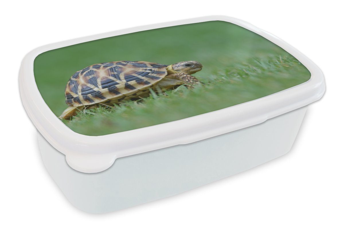 MuchoWow Lunchbox Schildkröte im Gras, Kunststoff, (2-tlg), Brotbox für Kinder und Erwachsene, Brotdose, für Jungs und Mädchen weiß