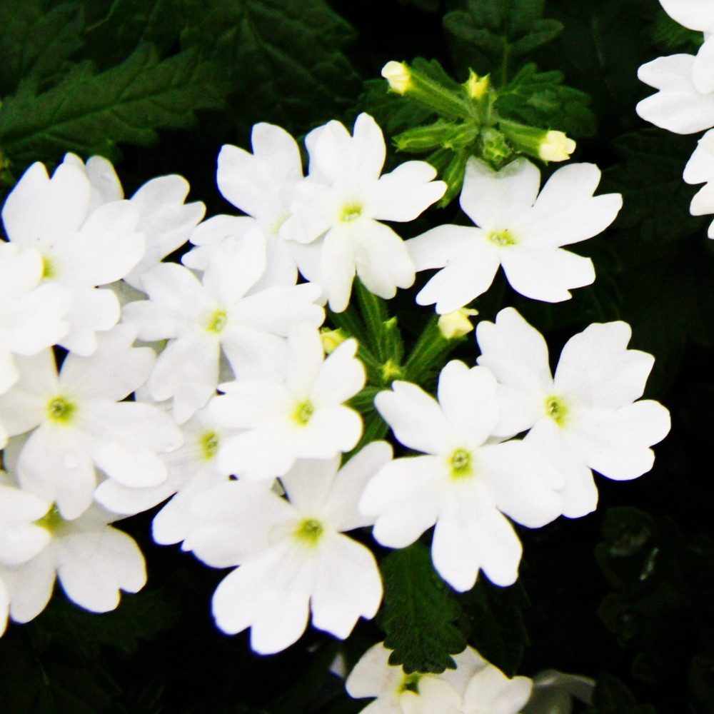 Exotenherz Beetpflanze Eisenkraut hängend Verbena verschiedene Farben 12cm Topf 3 Pflanzen