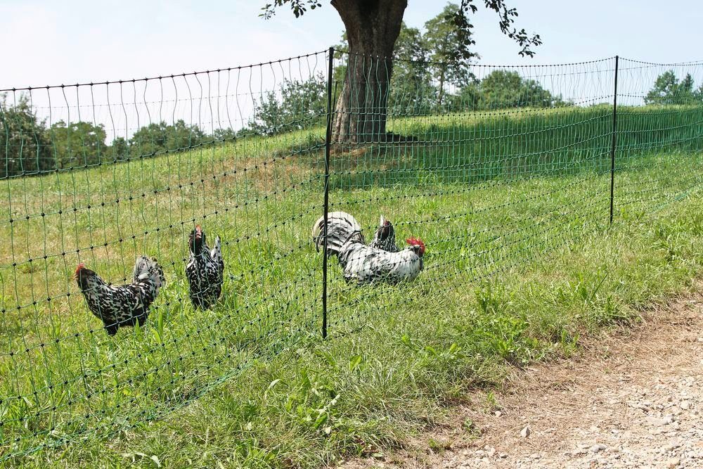 Kerbl Hühnerzaun PoultryNet 25 m 106 günstig online kaufen