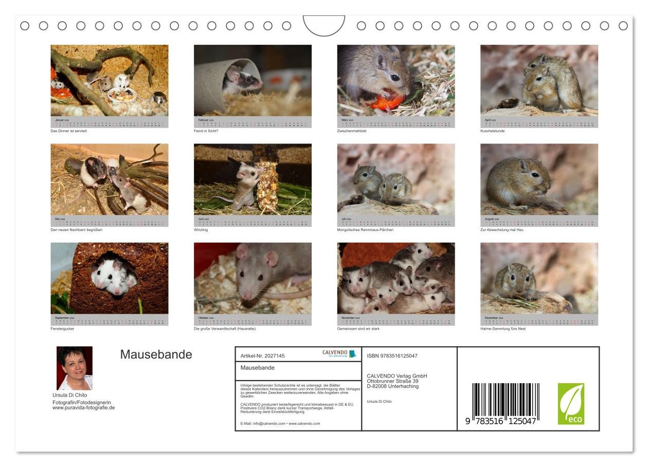 Thumbnail - CALVENDO Wandkalender Mausebande (Wandkalender 2026 DIN A4 quer), CALVENDO Monatskalender