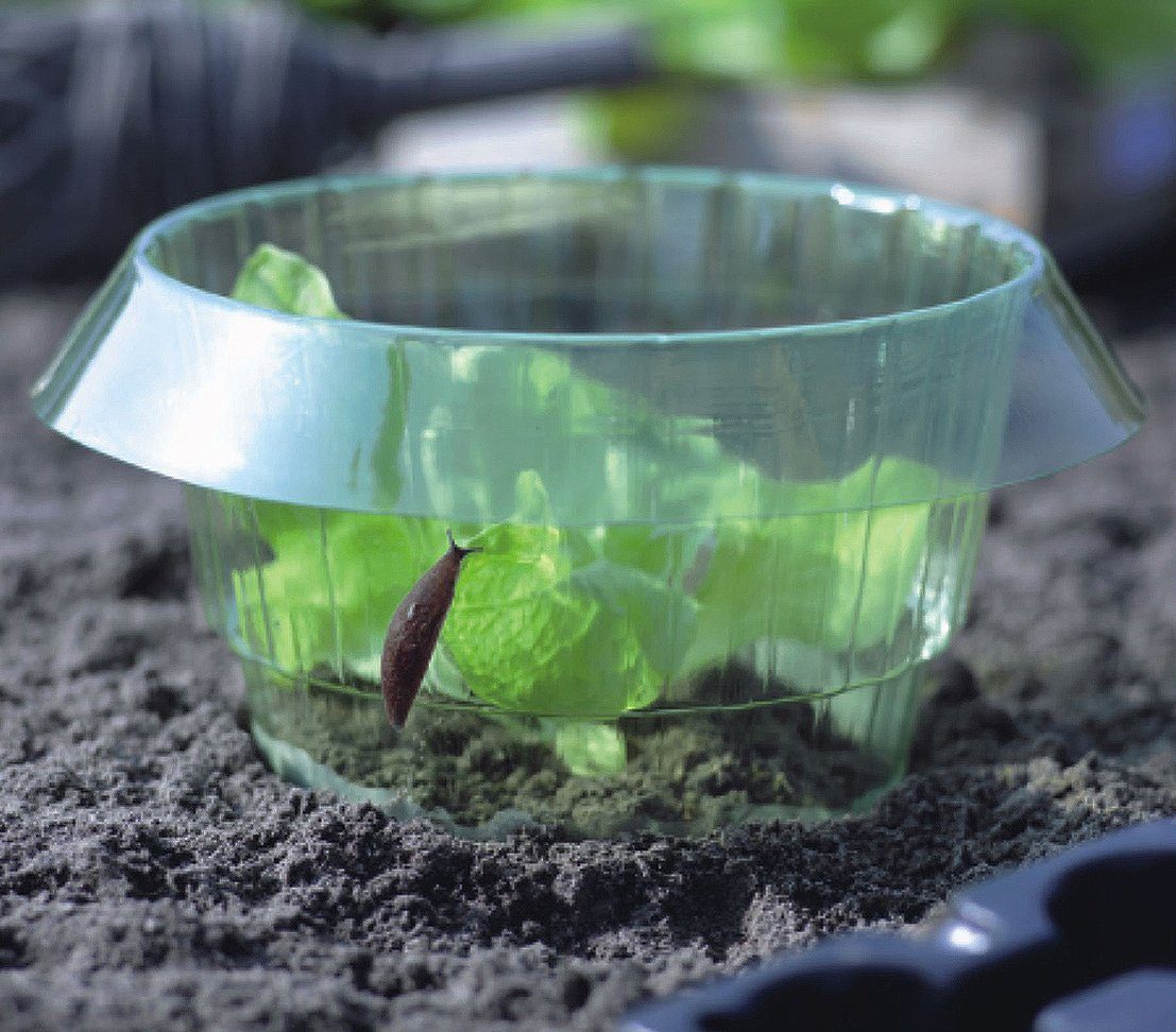 Dehner Gartenpflege-Set Schneckenschutzring 10er Set, Ø 13 cm /19 cm