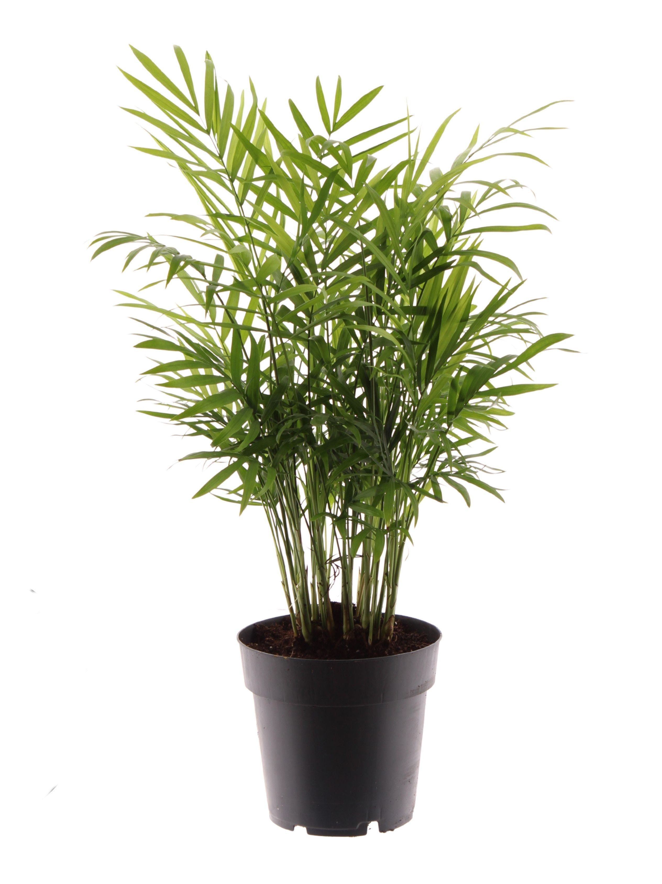 meinvipshop Zimmerpflanze Bergpalme 45cm Zimmerpflanze Palme