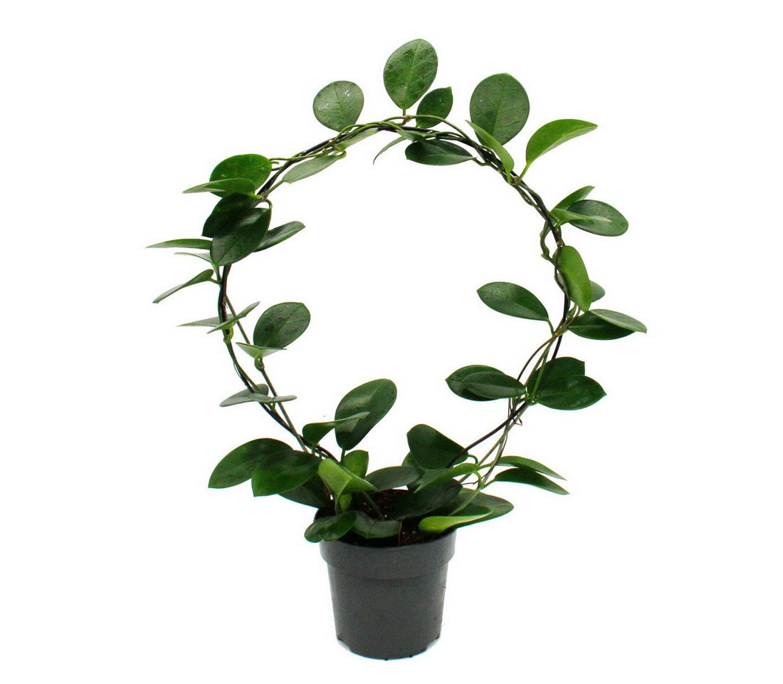 Exotenherz Zimmerpflanze Hoya Porzellanblume Wachsblume am großen Rundbogen 12cm Topf
