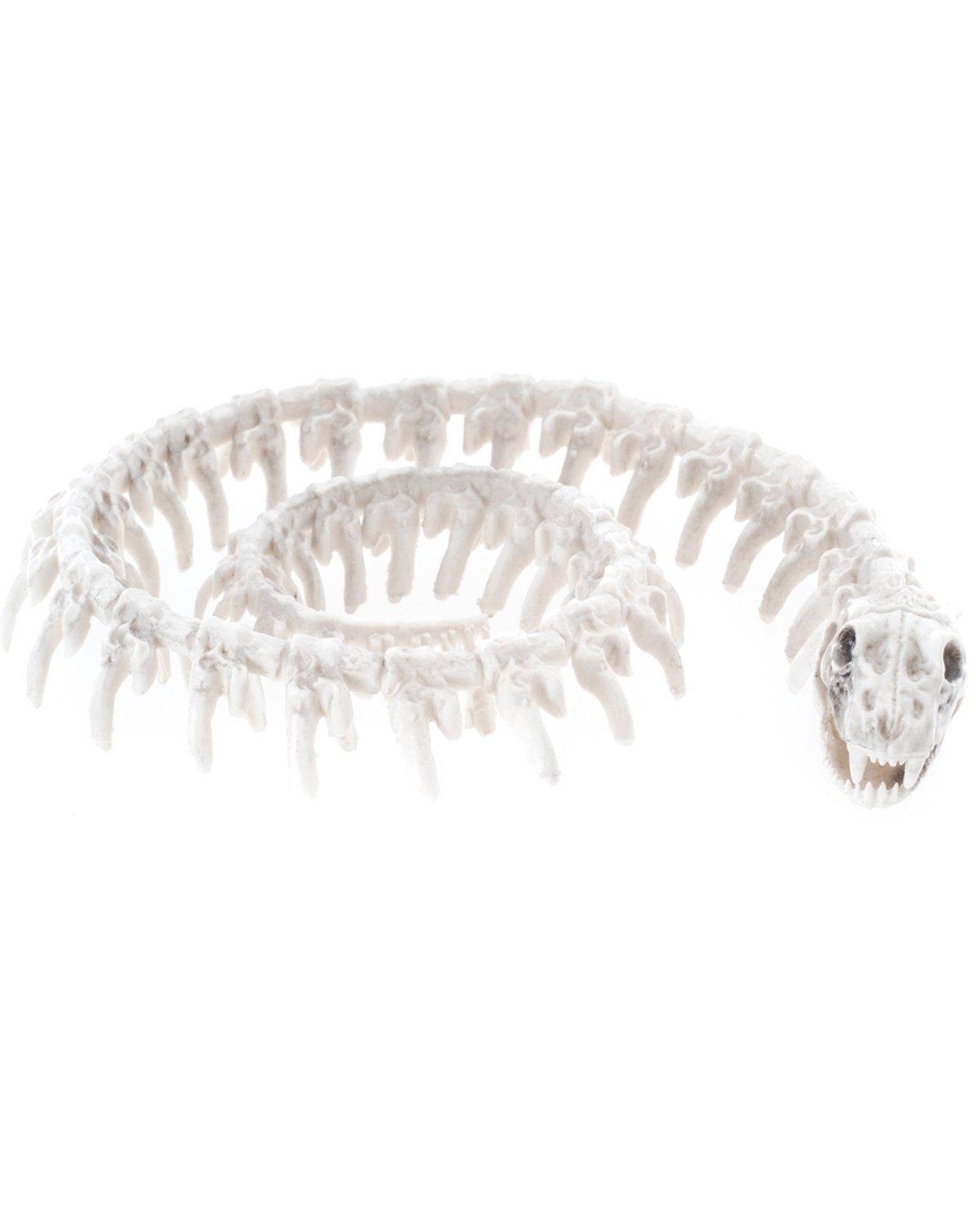 CHAKS Dekoobjekt Weißes Schlangen Skelett - 20 cm, Halloween Dekor