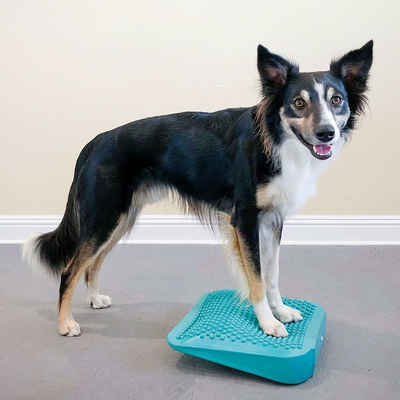 FitPAWS Agility-Hürde Balance-Rampe für Hautiere 35x35x7 cm Blau, Plastik