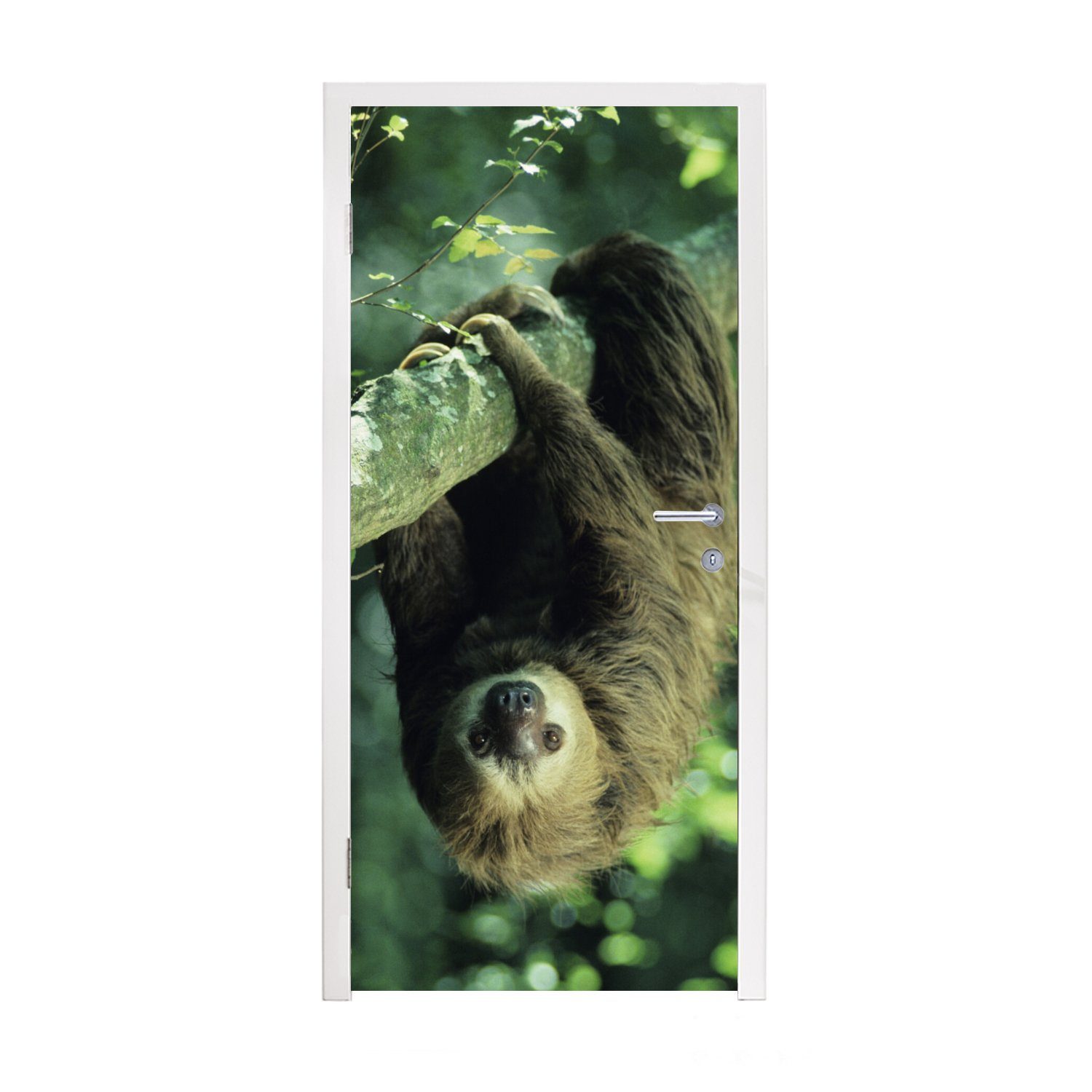 MuchoWow Türtapete Ein Faultier hängt kopfüber in einer grünen Umgebung, Matt, bedruckt, (1 St), Fototapete für Tür, Türaufkleber, 75x205 cm