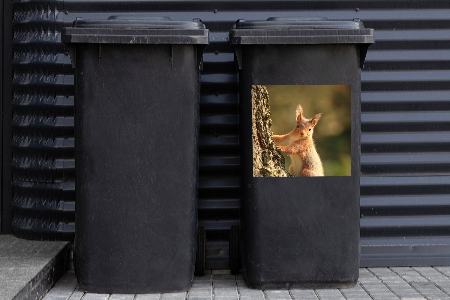 (1 St), Container, - Mülleimer-aufkleber, Wandsticker Eichhörnchen Mülltonne, Sticker, Baum Nagetiere MuchoWow Abfalbehälter -