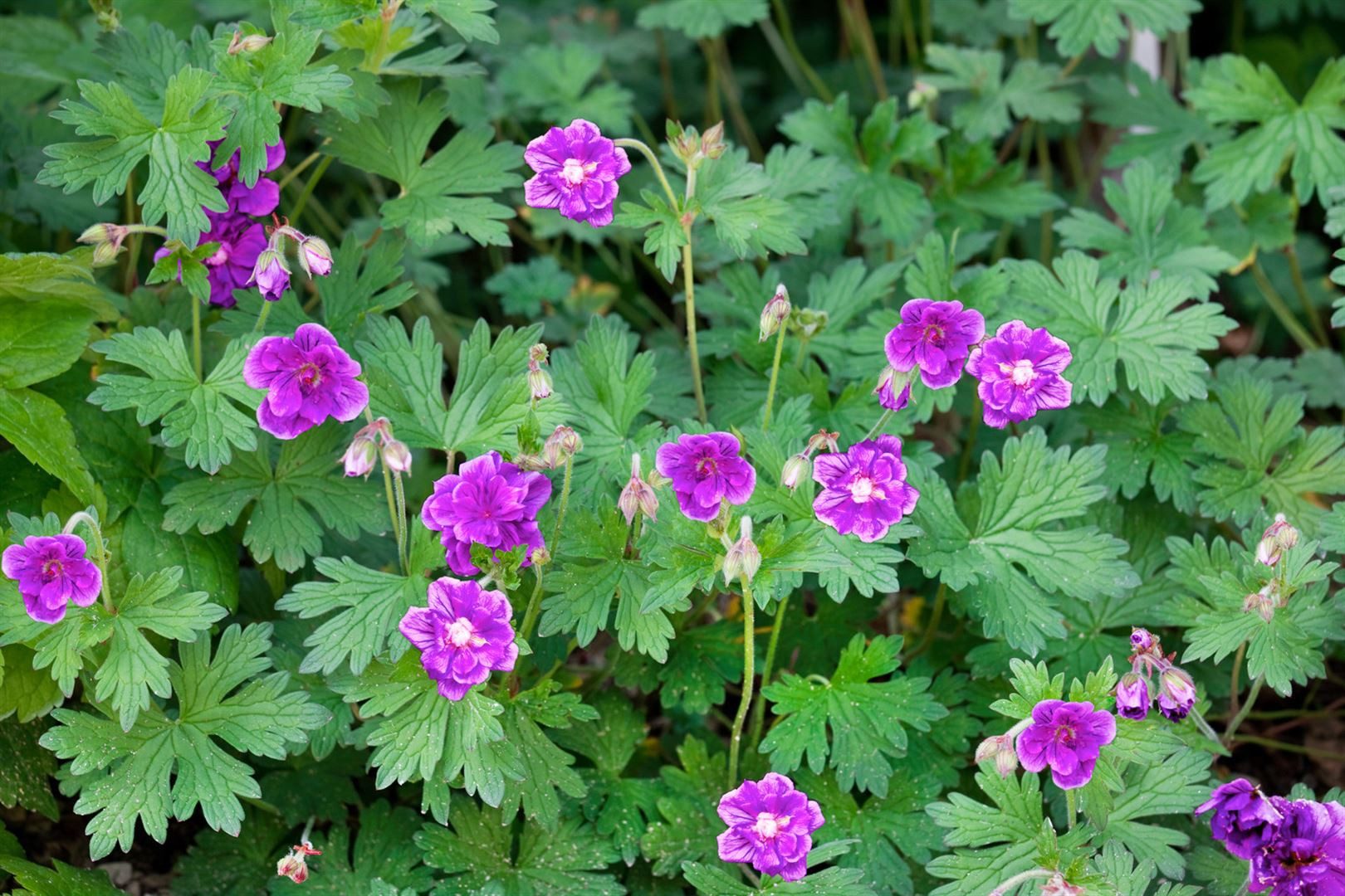 Pflanzen für Dich Staude Geranium himalayense, 1 St., Himalaya-Storchschnabel – Bild 2 von 5