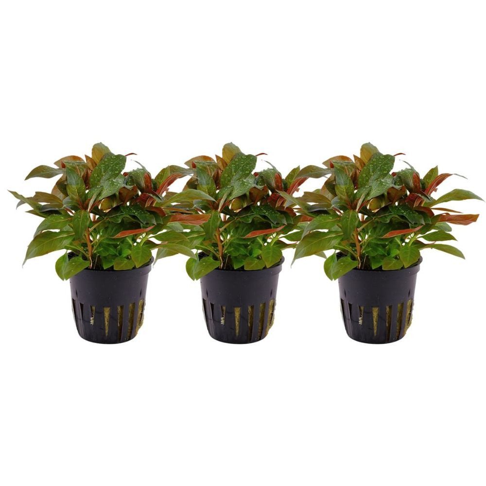 Aquaone Wasserpflanze Aquarium Pflanze 3 Stück Ludwigia glandulosa perennis günstig online kaufen