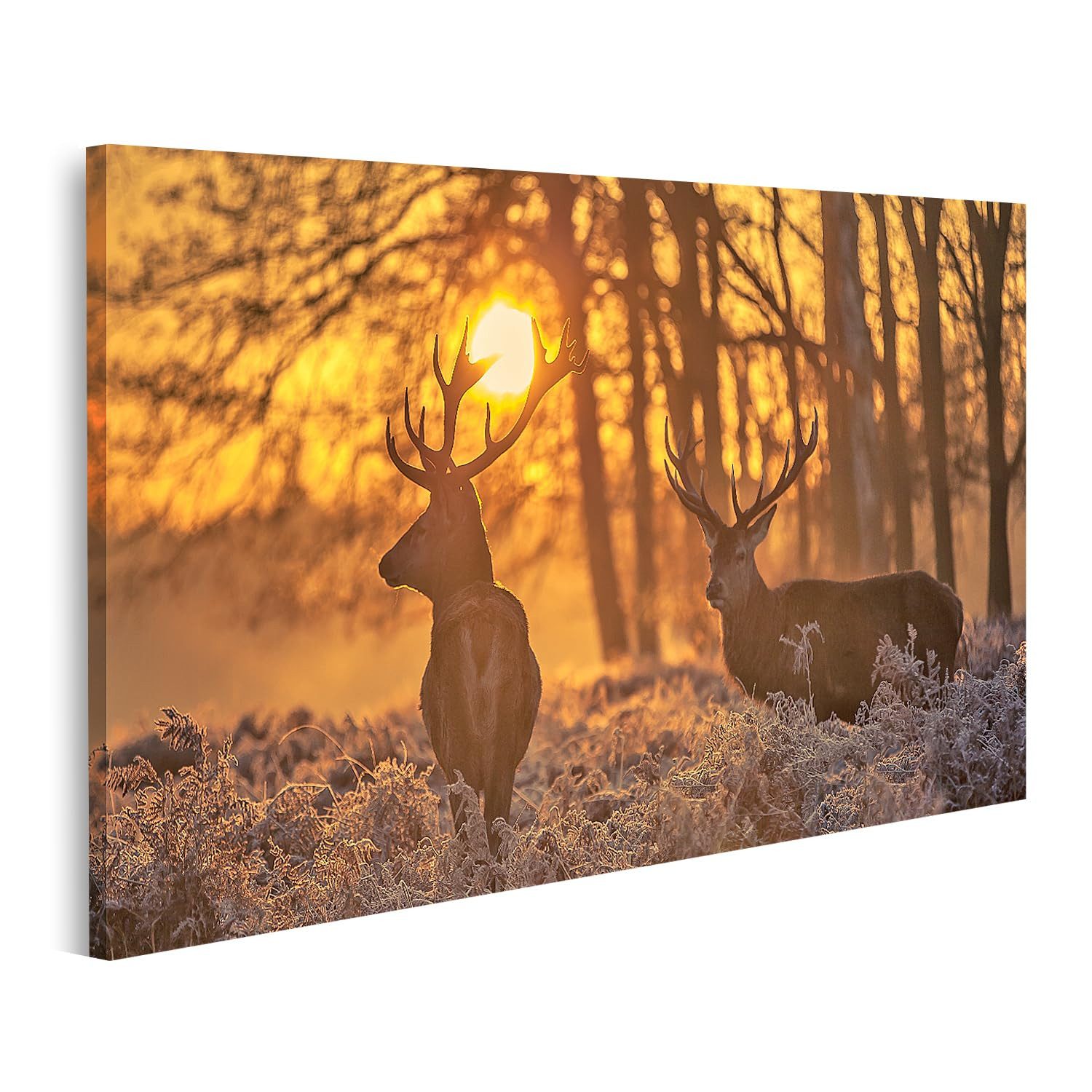 islandburner Leinwandbild Hirsche Bei Sonnenuntergang Im Wald