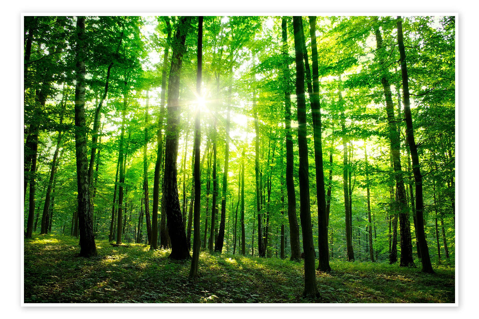 Posterlounge Wandbild Sonnenlicht im grünen Wald, Frühling, Editors Choice, erhältlich als Poster, Leinwandbild, Wandsticker oder Acrylglasbild