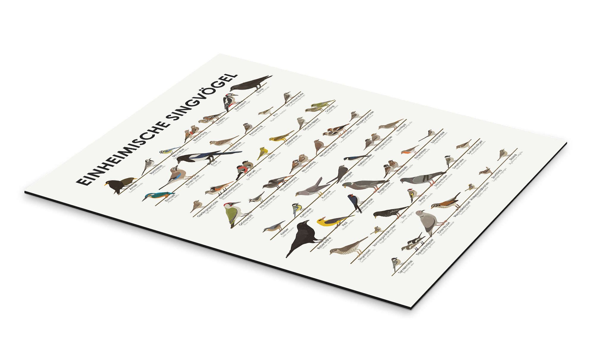 Posterlounge Poster Iris Luckhaus, Einheimische Singvögel, günstig online kaufen