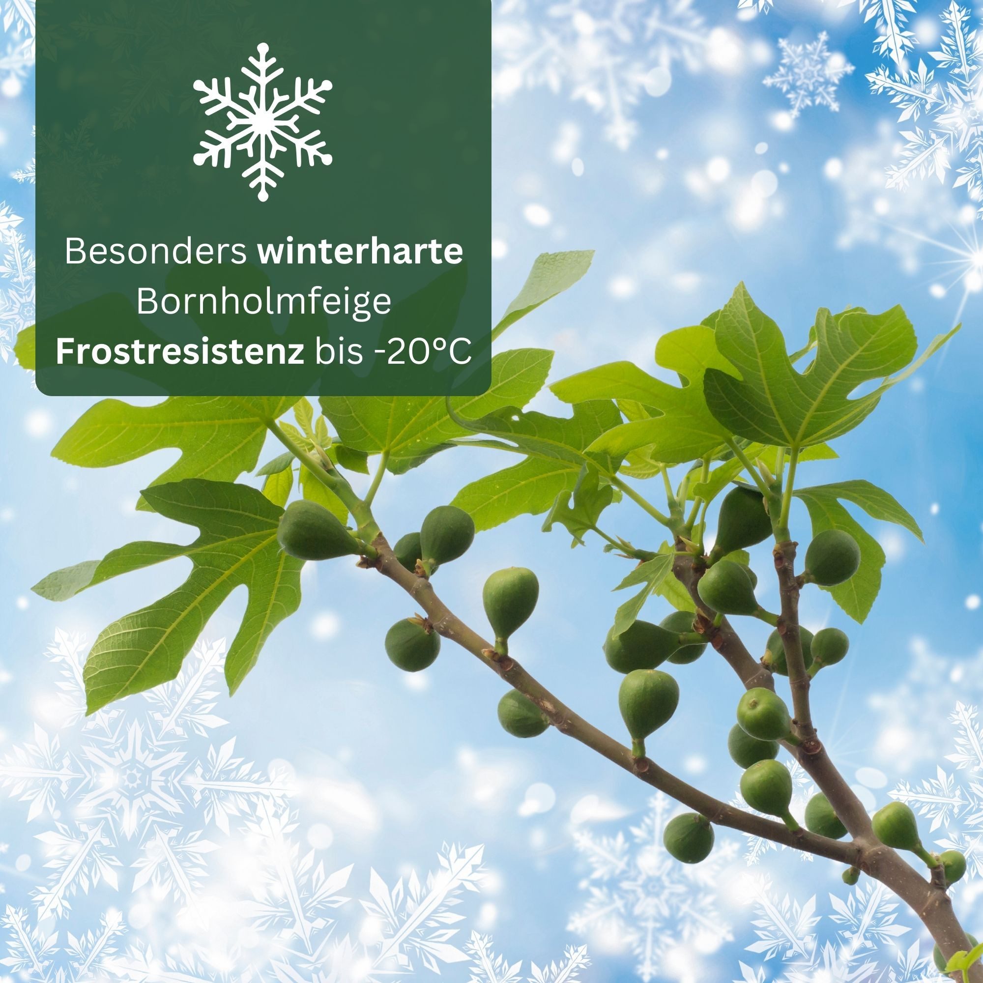 Meine Orangerie Feigenbaum Stämmchen - Ficus Carica "Bornholm" - Bornholmfeige, pflegeleicht und selbstbefruchtend, winterharte Feige in Gärtnerqualität – Bild 4 von 5