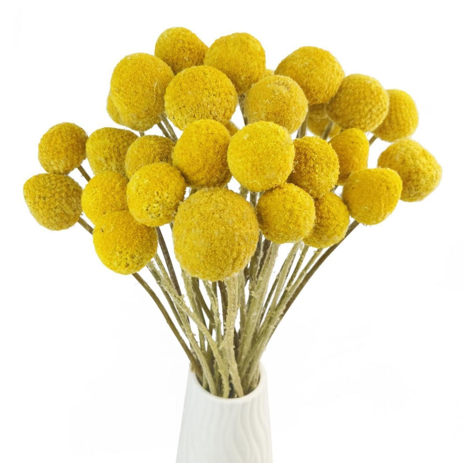 Trockenblume Getrocknete Blumen Gelb Billy Buttons 30 Stiele, LuxusKollektion, Höhe 10 cm