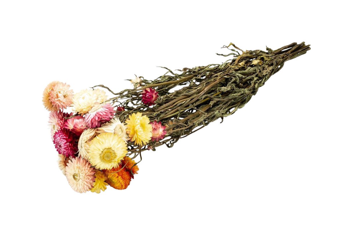 Trockenblume Helichrysum-Mix im Bund, Länge ca. 50cm getrocknete Strohblumen