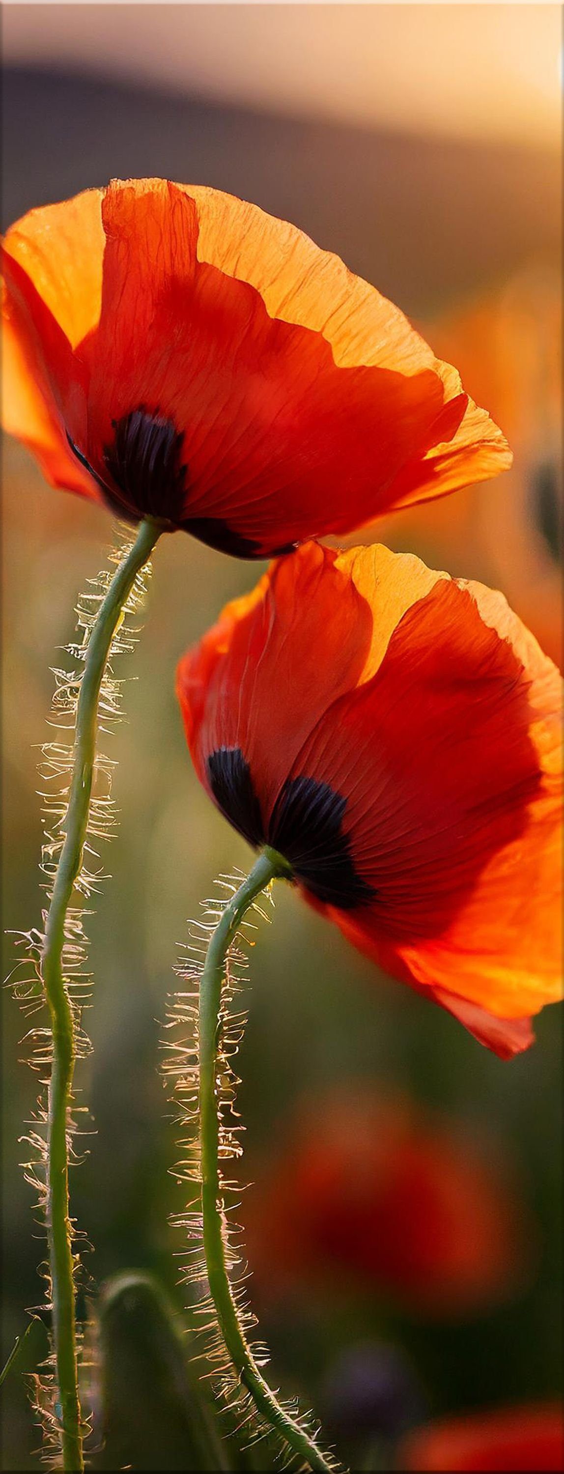 artissimo Glasbild Bild aus Glas 30x80 cm / Wandbild Hochformat / Wanddeko modern, Blumen und Blüten: Mohnblumen im Sonnenuntergang in rot