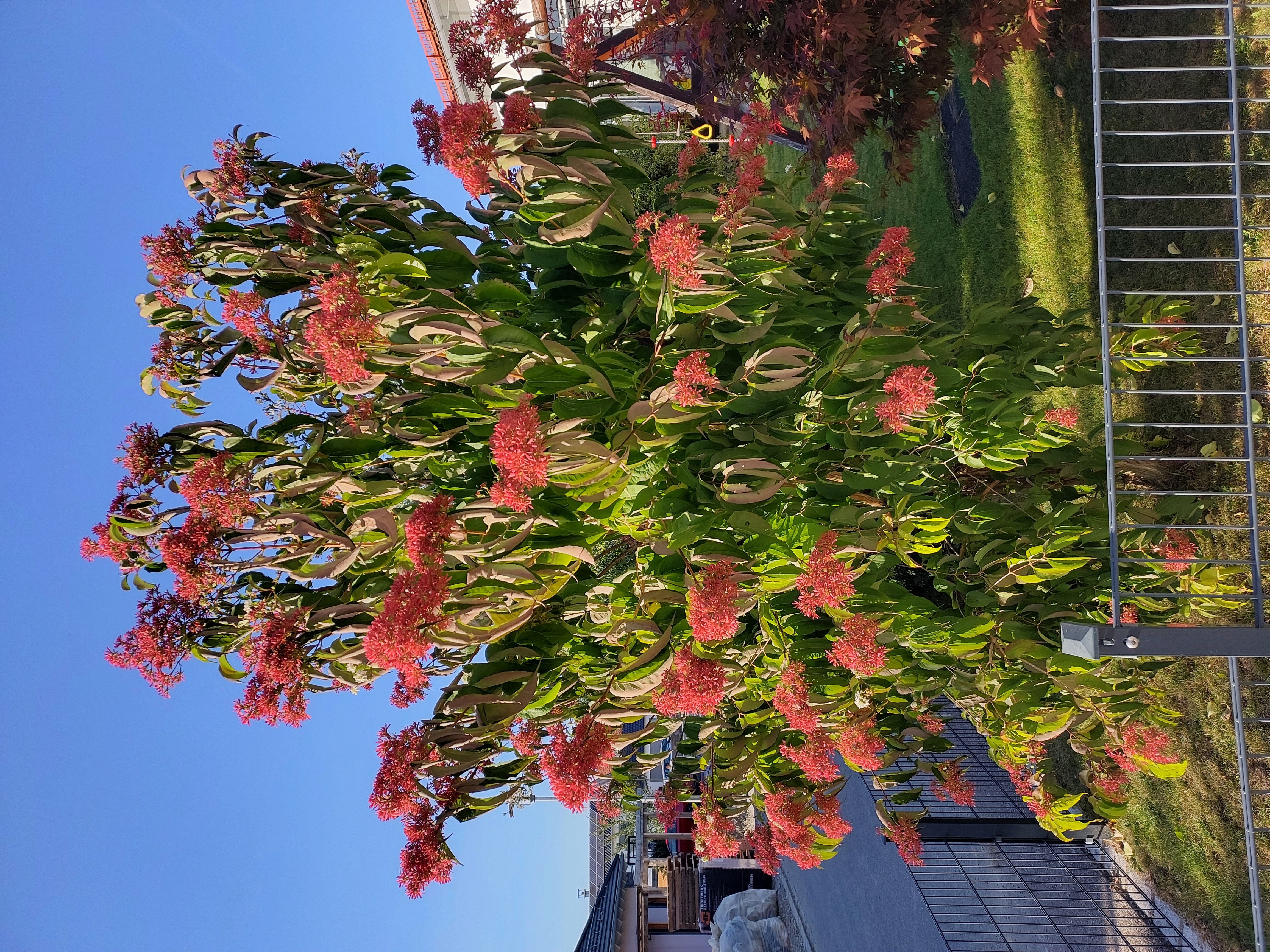 Baumschule Gold Gehölze Sieben Söhne des Himmels Heptacodium miconioides 40-60 cm