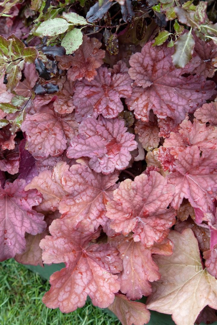 Pflanzen für Dich Staude Heuchera vill. Berry Smoothie, 1 St., Purpurglöckchen