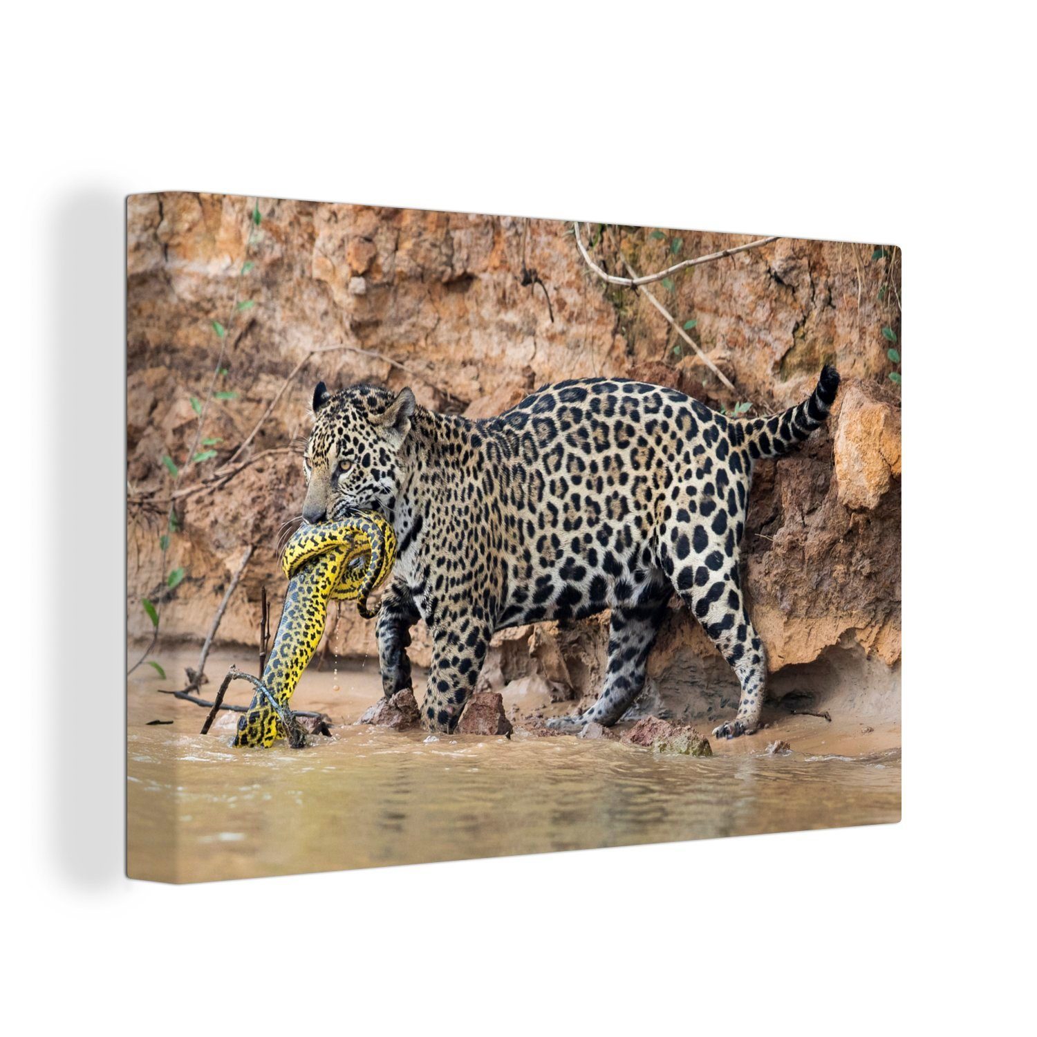 OneMillionCanvasses® Leinwandbild Jaguar - Schlange - Wasser, (1 St), Wandbild Leinwandbilder, Aufhängefertig, Wanddeko, 30x20 cm