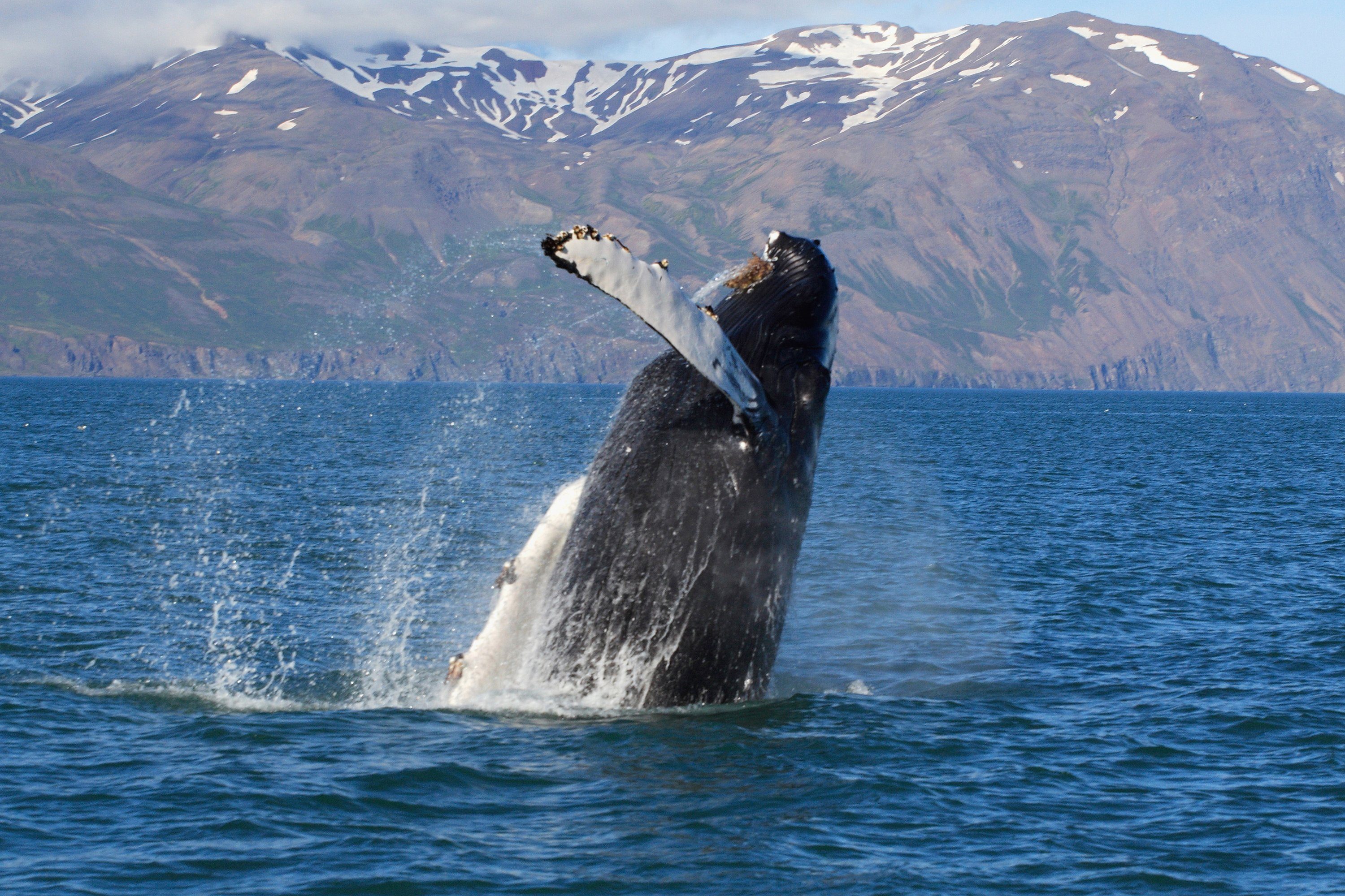 Papermoon Fototapete WALE-ORCA TIER SEE OZEAN MEER WASSER ISLAND DELFINE XXL
