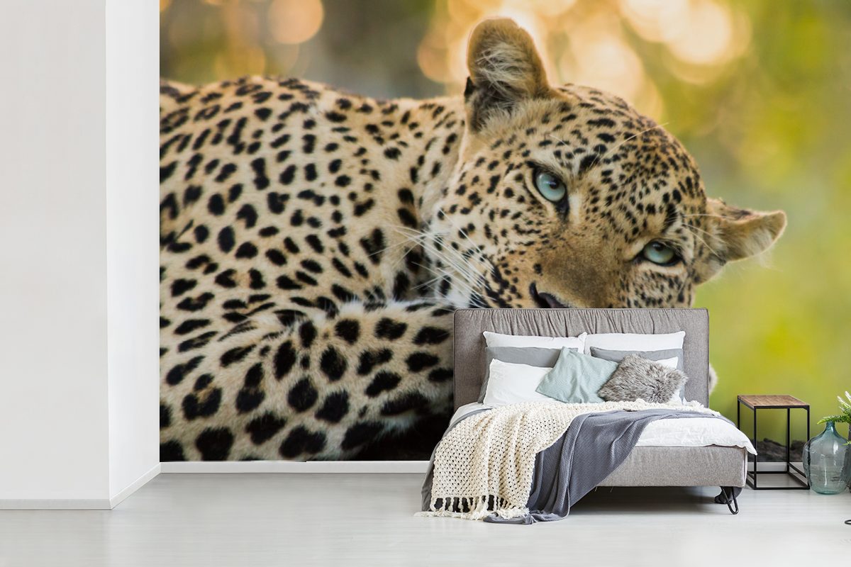 Vinyl - St), Leopard Wallpaper Sonnenuntergang, MuchoWow (6 Fototapete Matt, Schlafzimmer, für Natur bedruckt, Wohnzimmer, Tapete Kinderzimmer, -