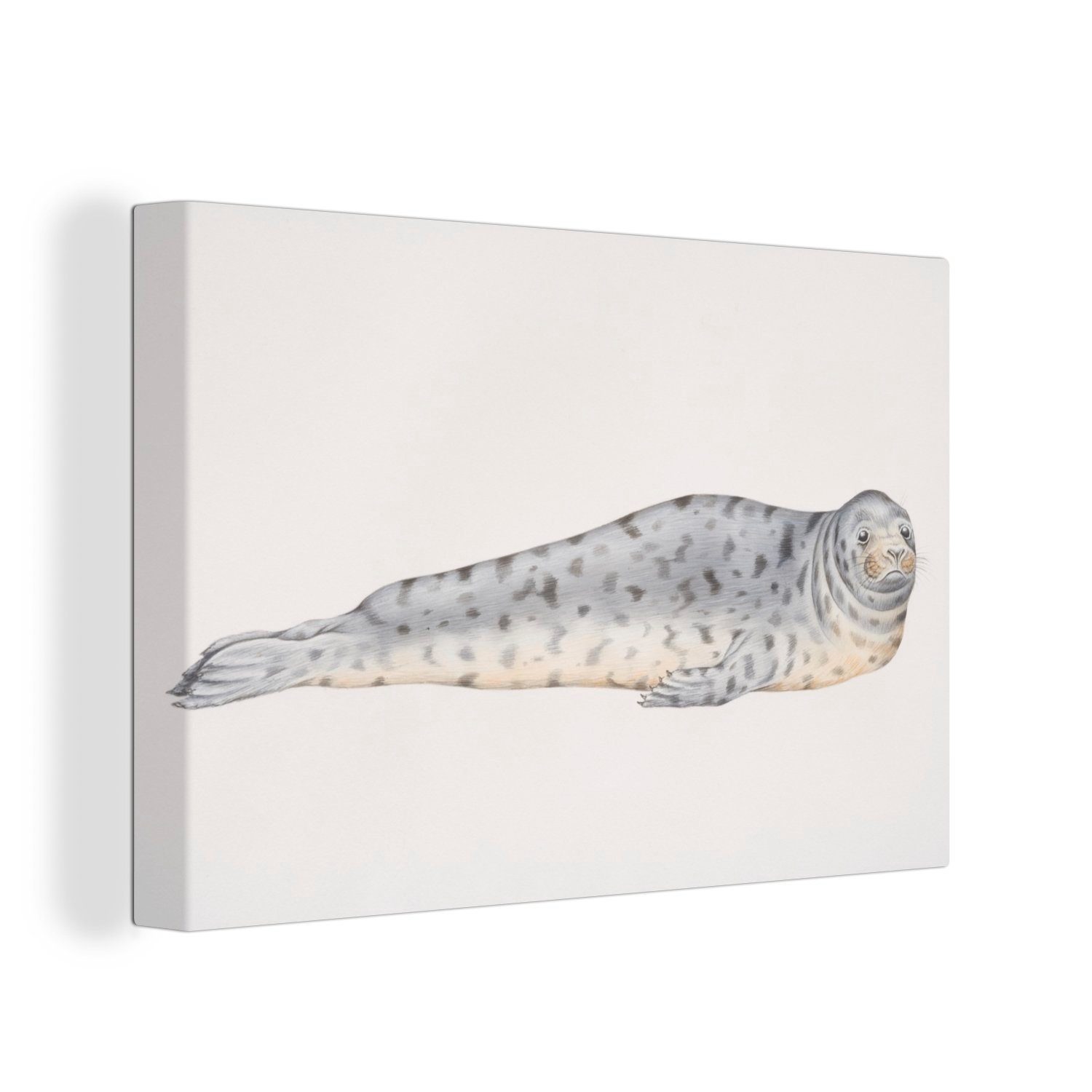 OneMillionCanvasses® Leinwandbild Eine Illustration eines liegenden Seelöwen, (1 St), Wandbild Leinwandbilder, Aufhängefertig, Wanddeko, 30x20 cm