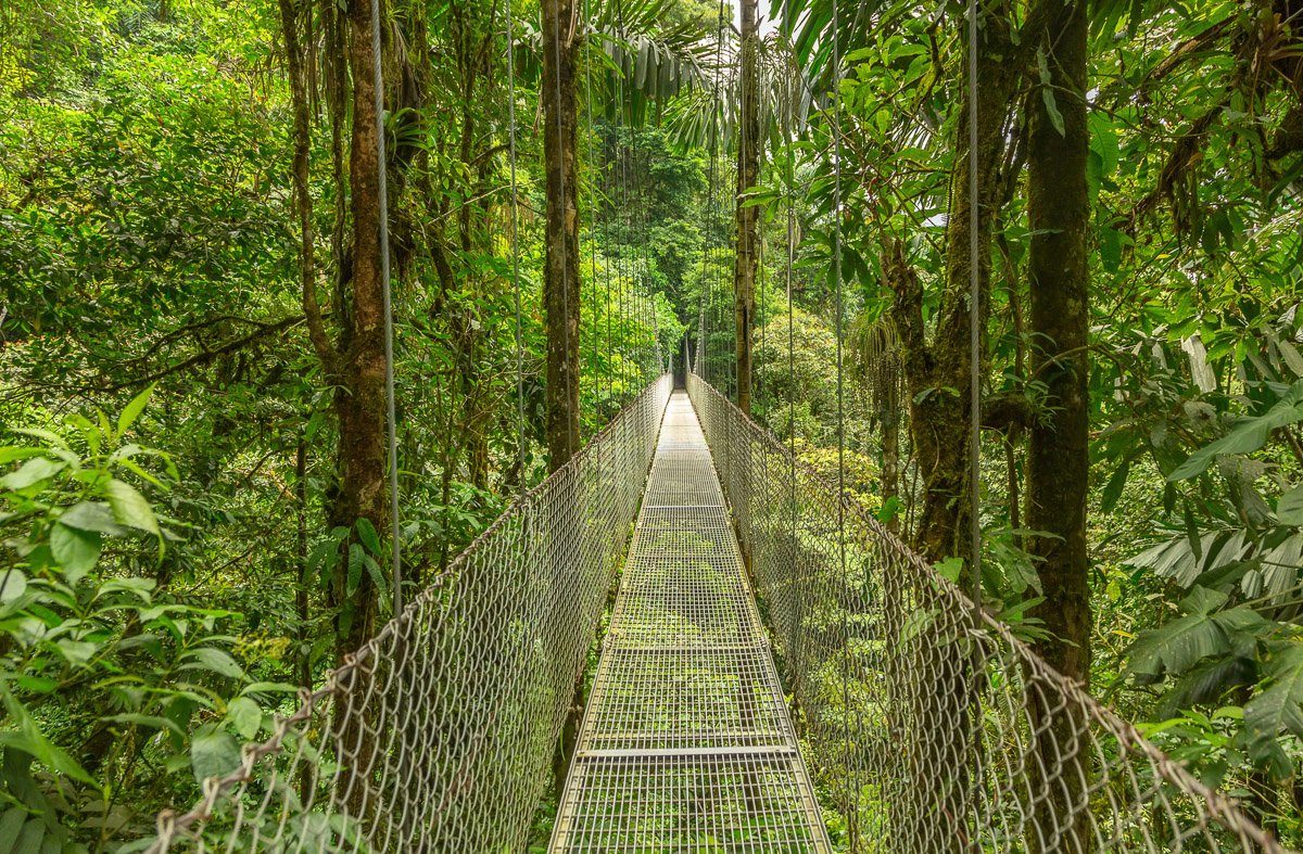 Fototapete Dschungel Papermoon durch Hängebrücke