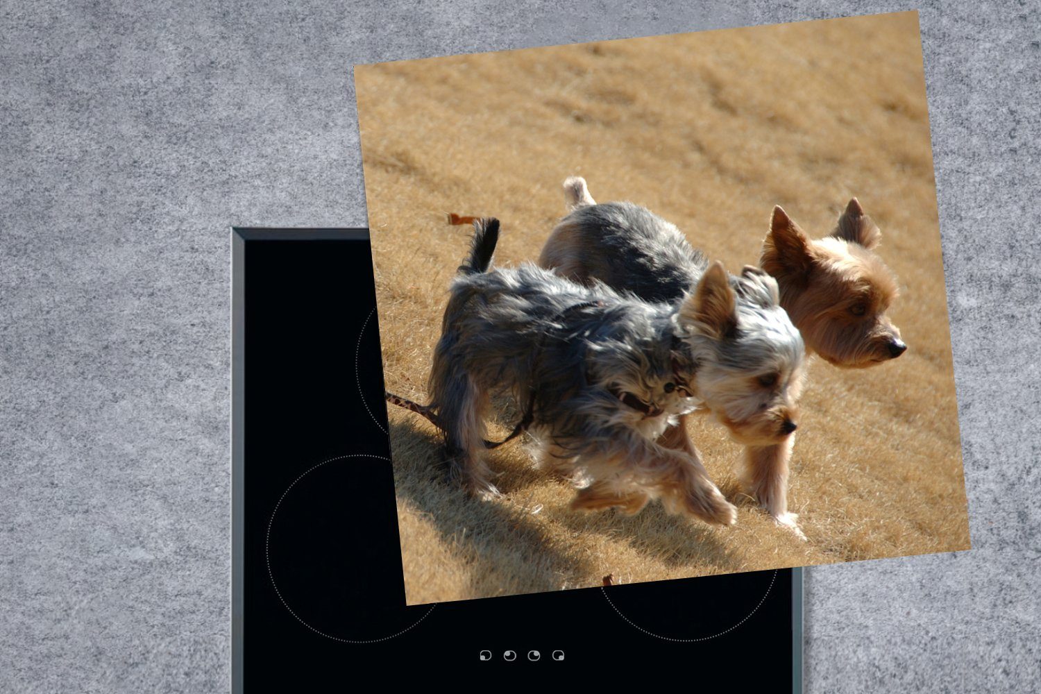 Arbeitsplatte tlg), spazieren, Yorkshire Terrier MuchoWow Zwei für küche am Ceranfeldabdeckung, gehen Strand (1 78x78 kleine cm, Vinyl, Herdblende-/Abdeckplatte