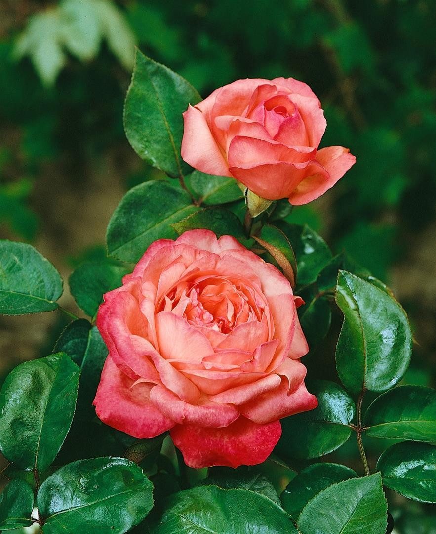 Pflanzen für Dich Rose Rosa Aachener Dom