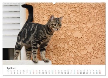 CALVENDO Wandkalender Geliebte Stubentiger - Katzen im Alltag (Premium, hochwertiger DIN A2 Wandkalender 2023, Kunstdruck in Hochglanz)