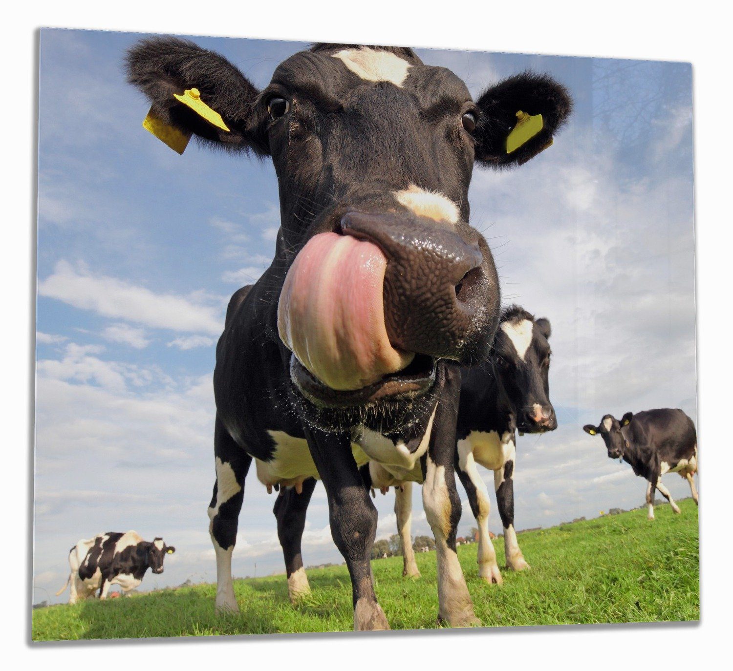 Wallario Herd-Abdeckplatte Lustige Kuh auf der Weide mit herausgestreckter Zunge, ESG-Sicherheitsglas, (Glasplatte, 1 tlg., inkl. 5mm Noppen), verschiedene Größen