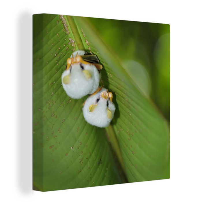 OneMillionCanvasses® Leinwandbild Weiße Fledermäuse auf grünem Blatt (1 St) Leinwand Bilder für Wohnzimmer Schlafzimmer