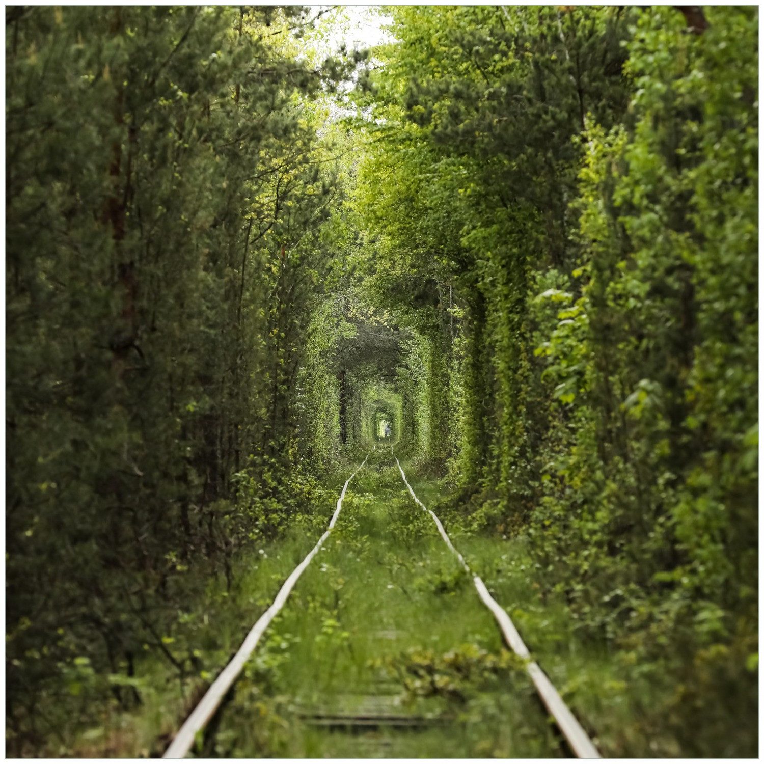 Wallario Möbelfolie Verwunschener Tunnel aus Bäumen