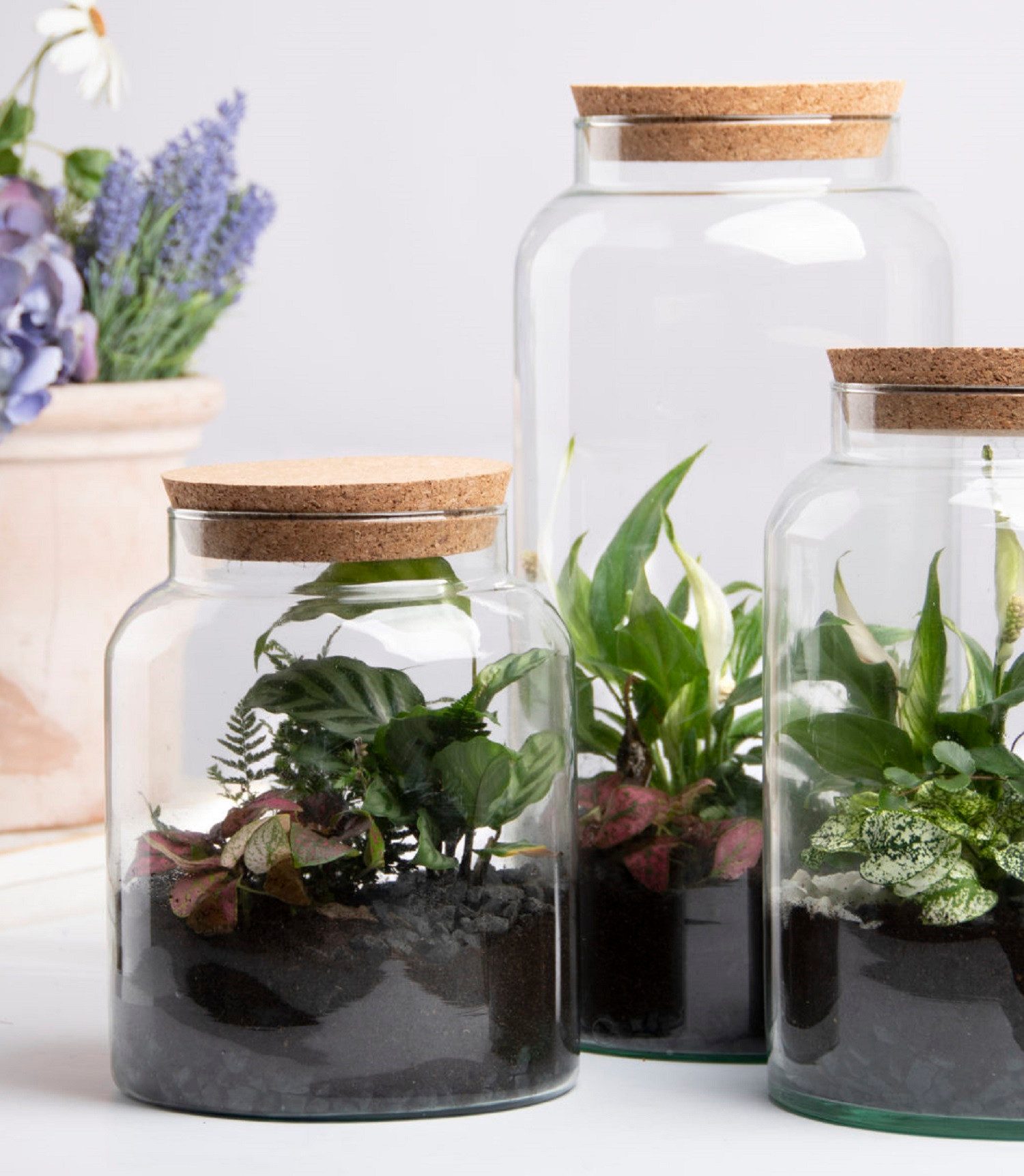 degawo Gewächshaus Halboffene Terrarium Flasche Glas günstig online kaufen