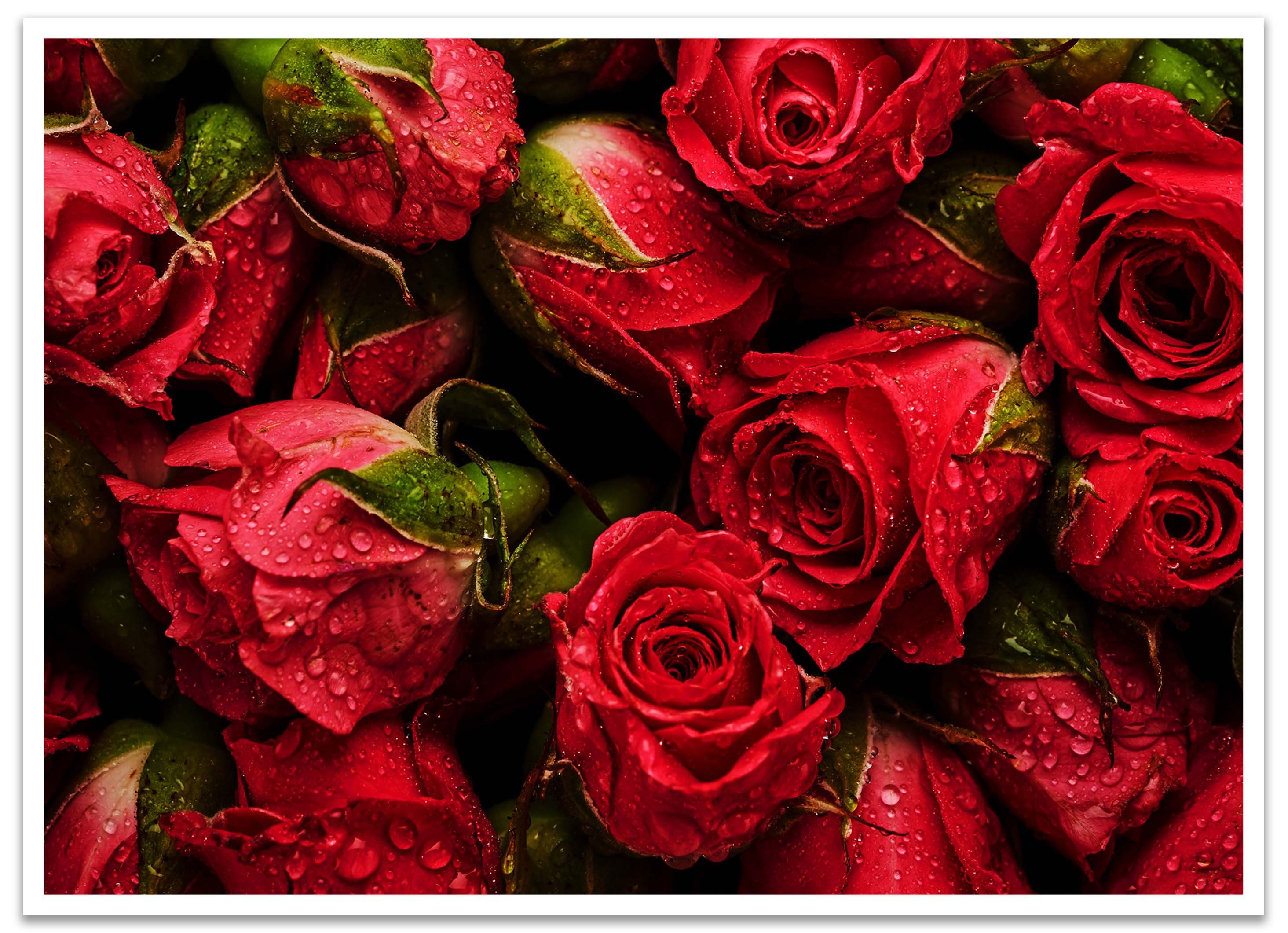 Natur St), Rosen, Blumen, Wanddeko, rote Poster (1 Poster wandmotiv24 Größen Wandbild, in versch.