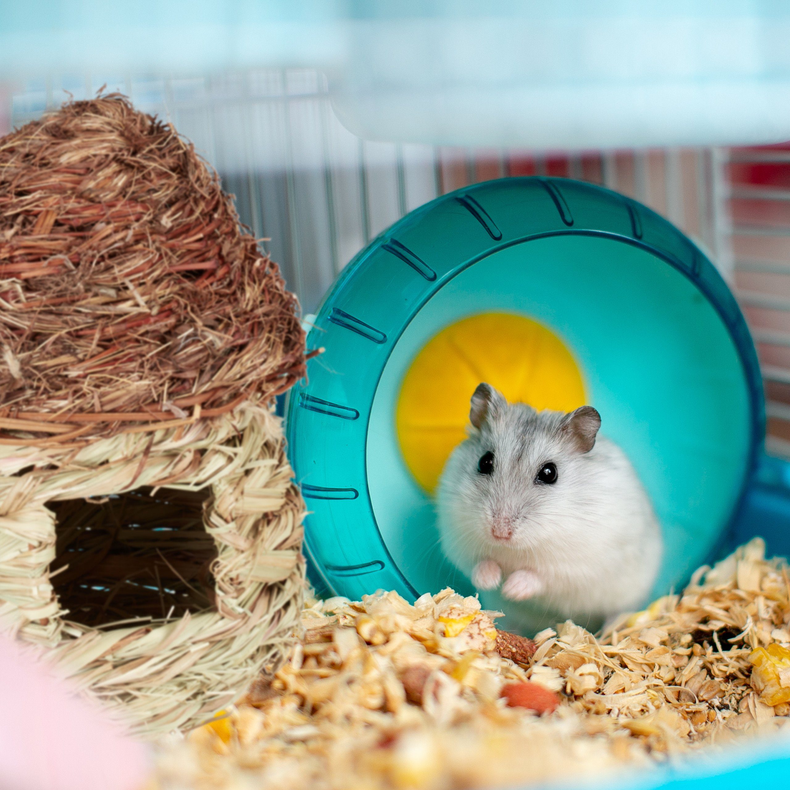 relaxdays Vogelhaus Vogelnest für Käfig Pilz-Form günstig online kaufen