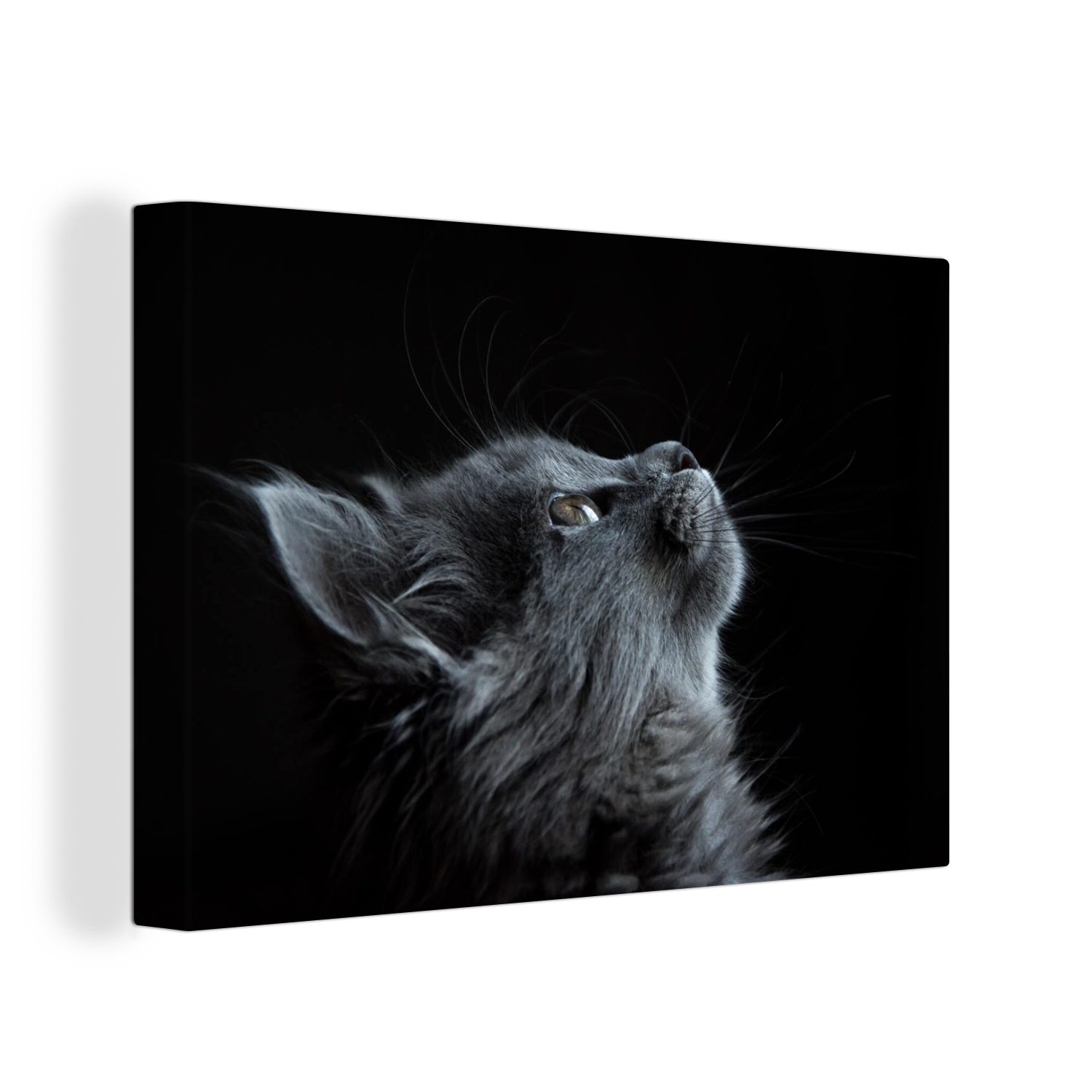 OneMillionCanvasses® Leinwandbild Katze - Licht - Schwarz, (1 St), Wandbild Leinwandbilder, Aufhängefertig, Wanddeko, 30x20 cm