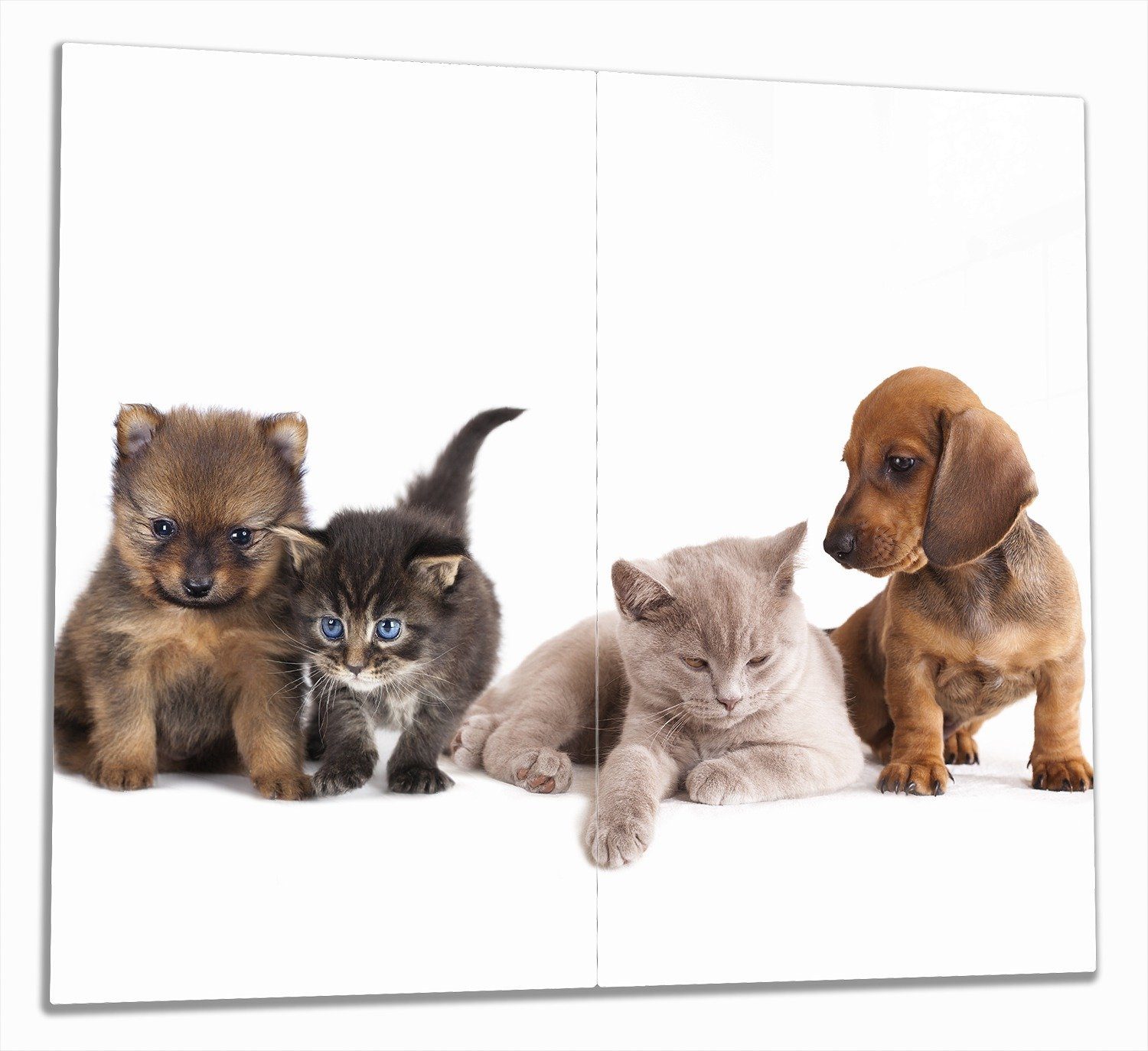 Wallario Herd-Abdeckplatte Hundewelpen und Katzenjunge, ESG-Sicherheitsglas, (Glasplatte, 2 tlg., inkl. 5mm Noppen), verschiedene Größen