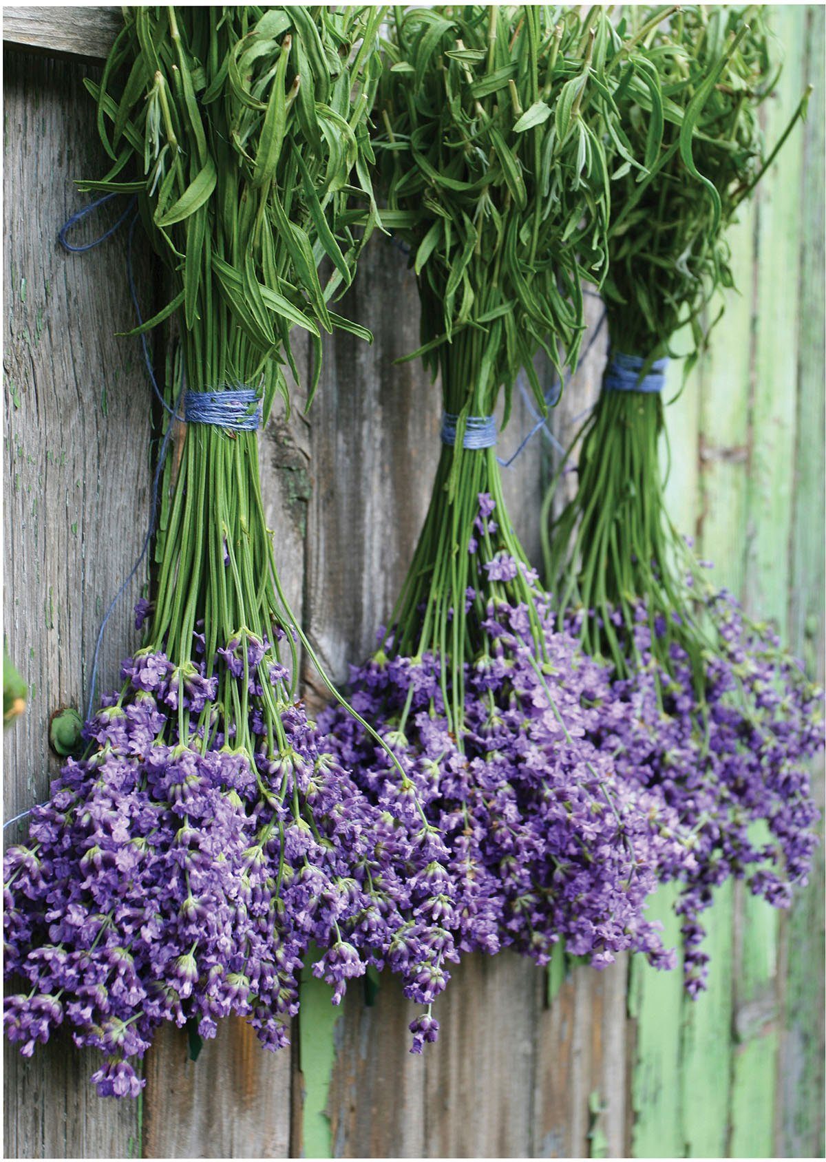 Art for the home Leinwandbild Outdoor Lavendel 50x70cm, Blumen, Romantisch (1 St), Leinwand für draußen - Lavendel - 70x50cm